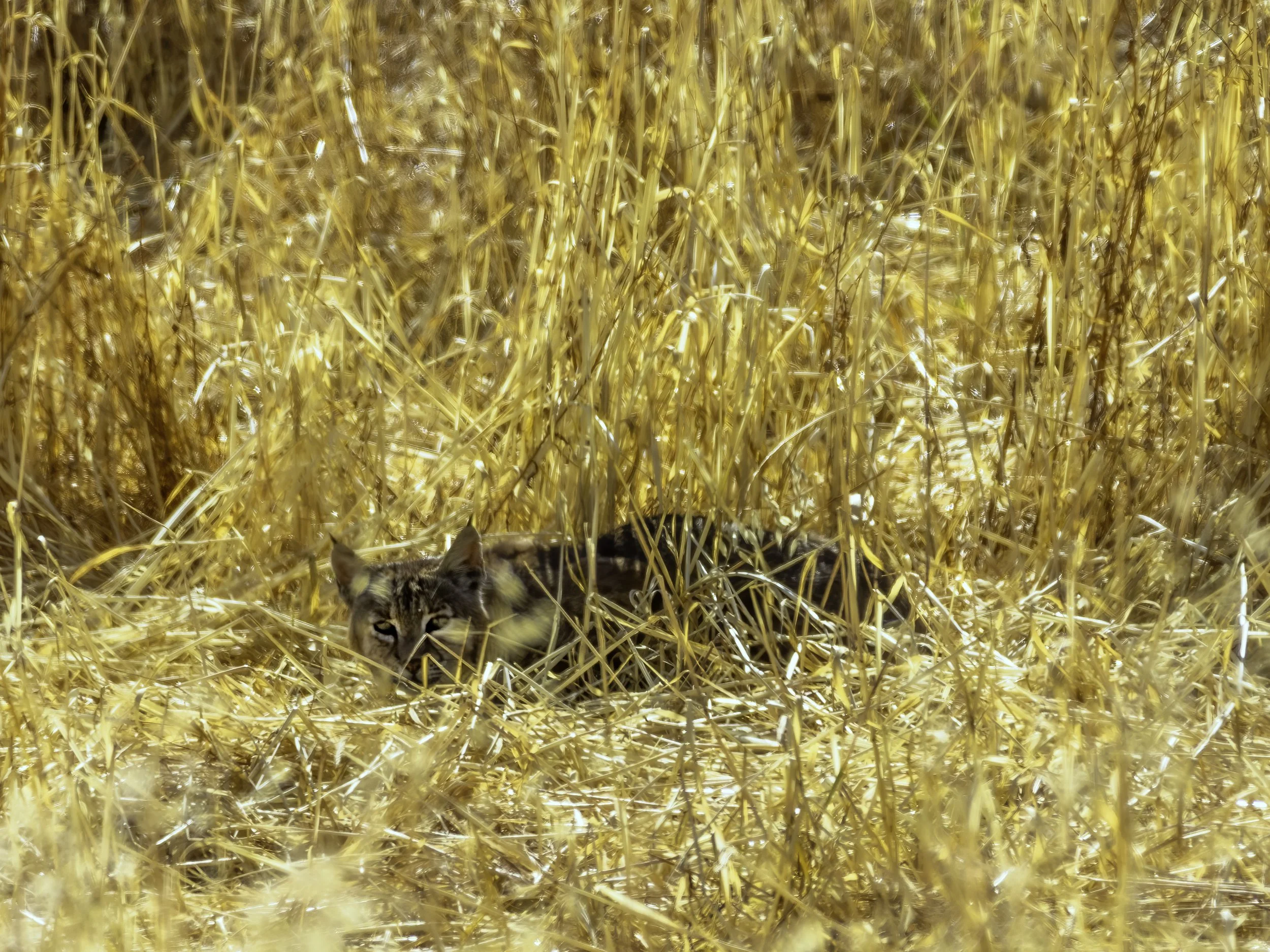 20250531_PVR_Bobcat_001-B.jpg