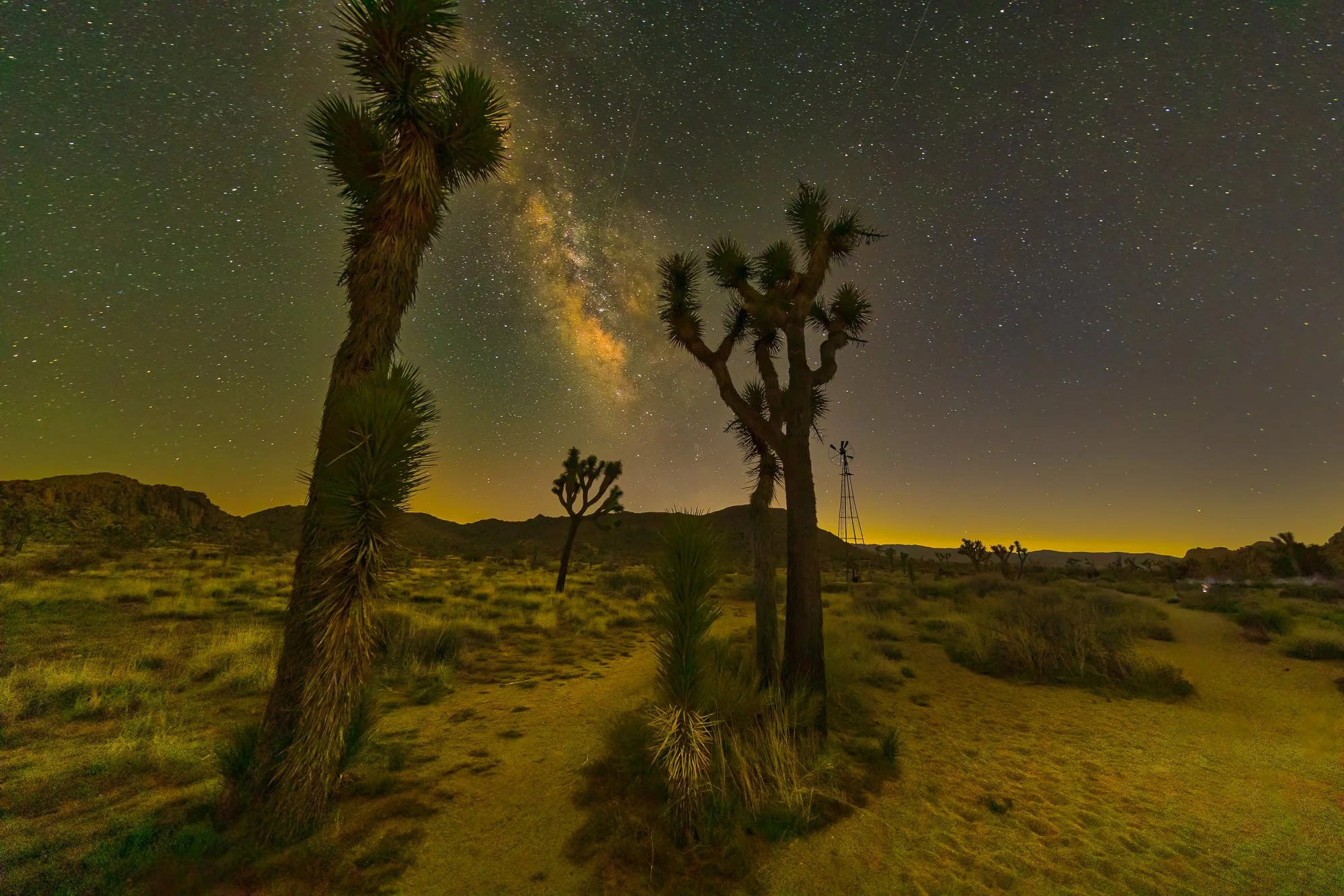 20230420_Joshua_Tree_0100-B2.JPG
