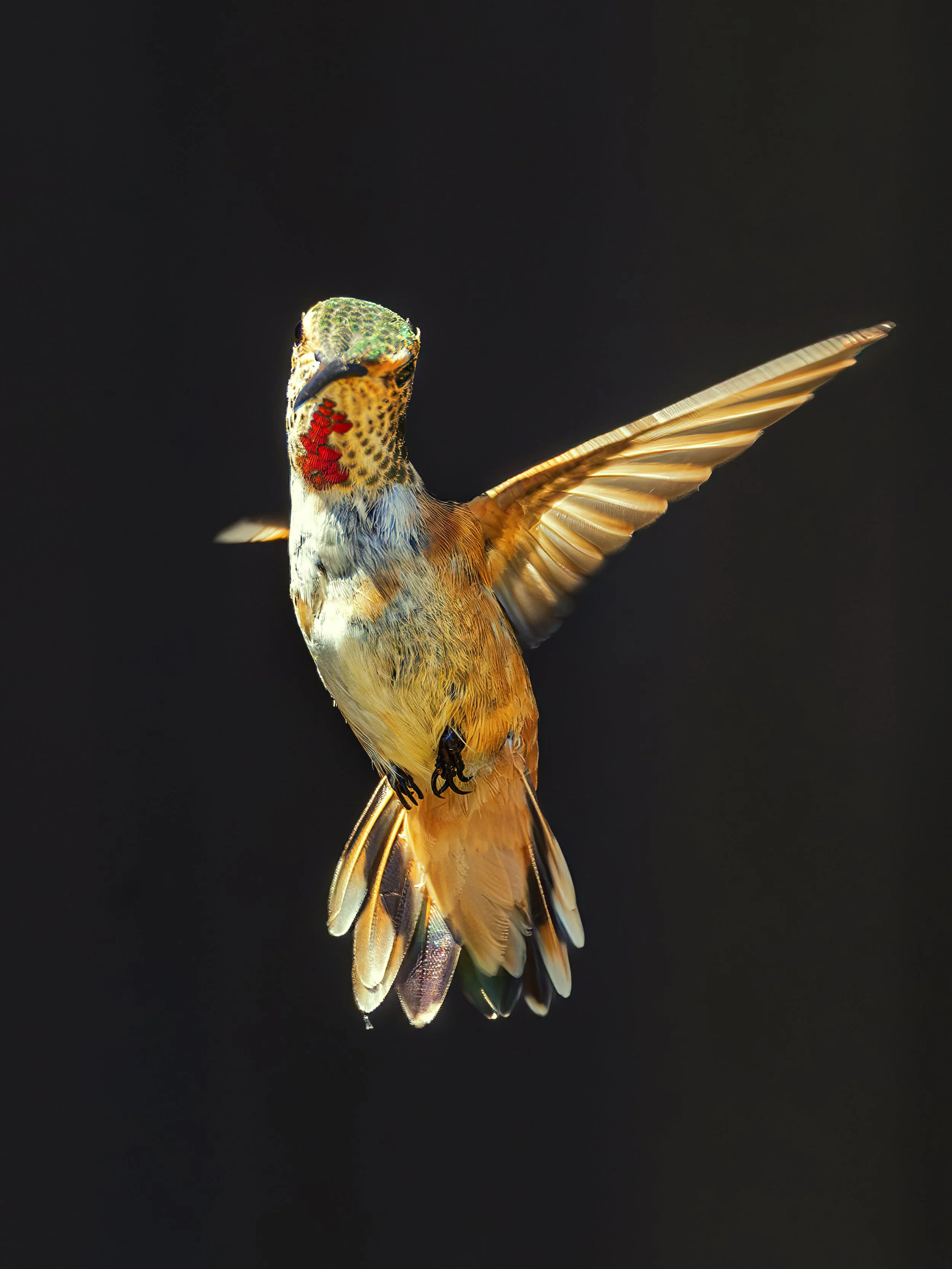 20240620_Hummingbird_2189-B.jpg