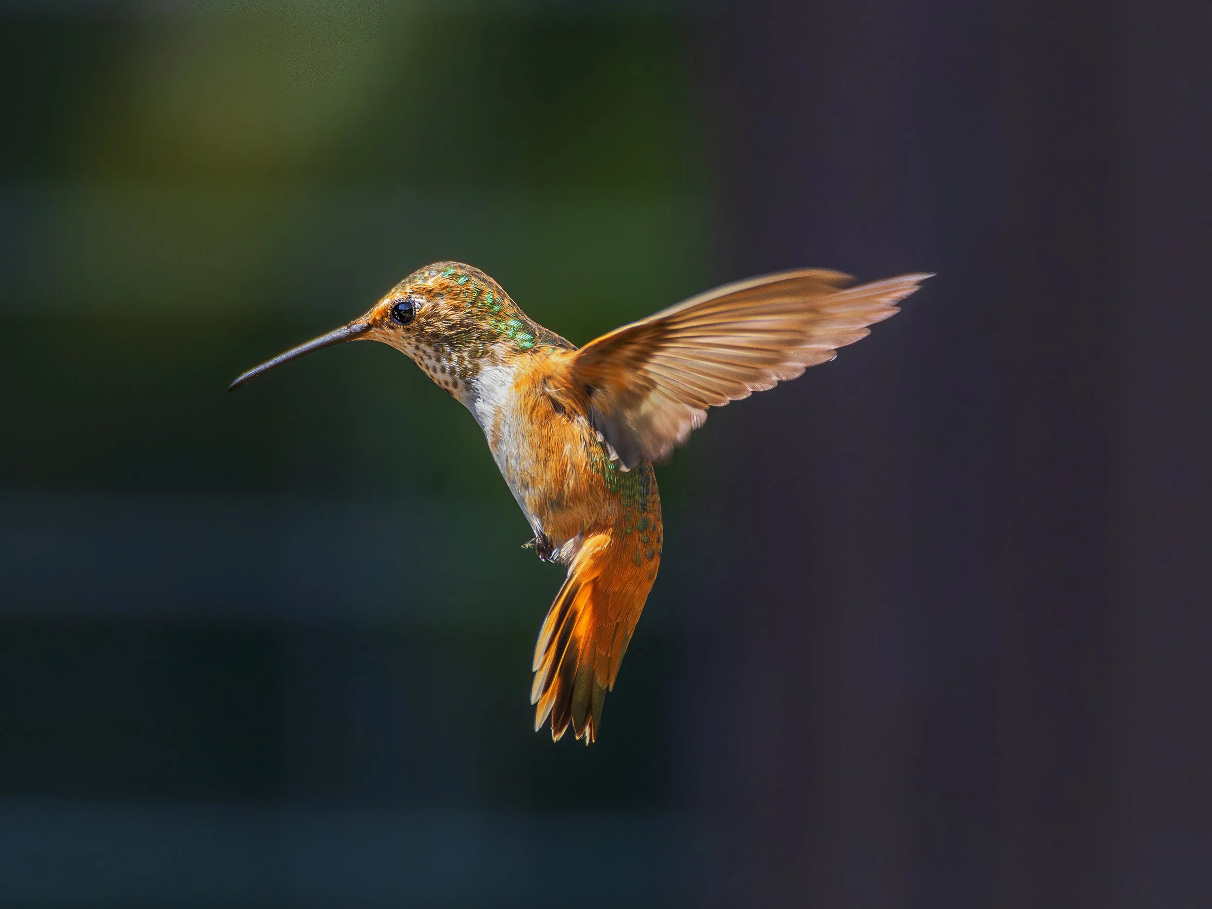 20240620_Hummingbird_2168-B.jpg