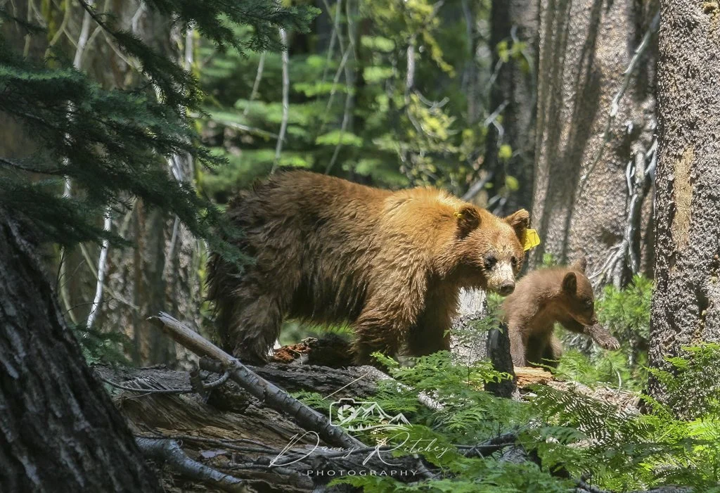 2008 Yosemite Bears 064-BS.JPG