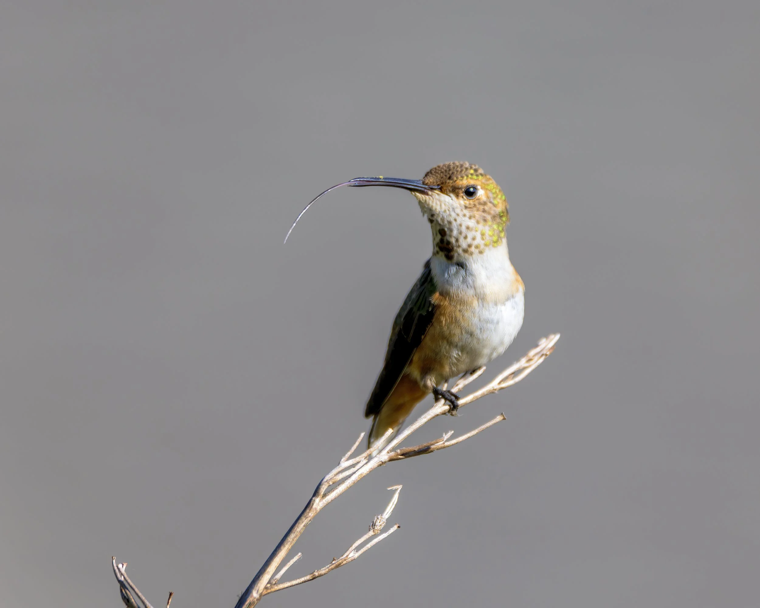 120625_Hummingbirds_5093-B.jpg