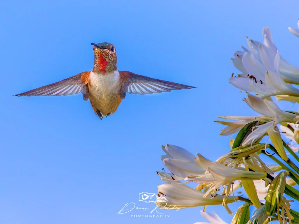 20230628_Hummingbird_0824-BS2 - Copy.JPG