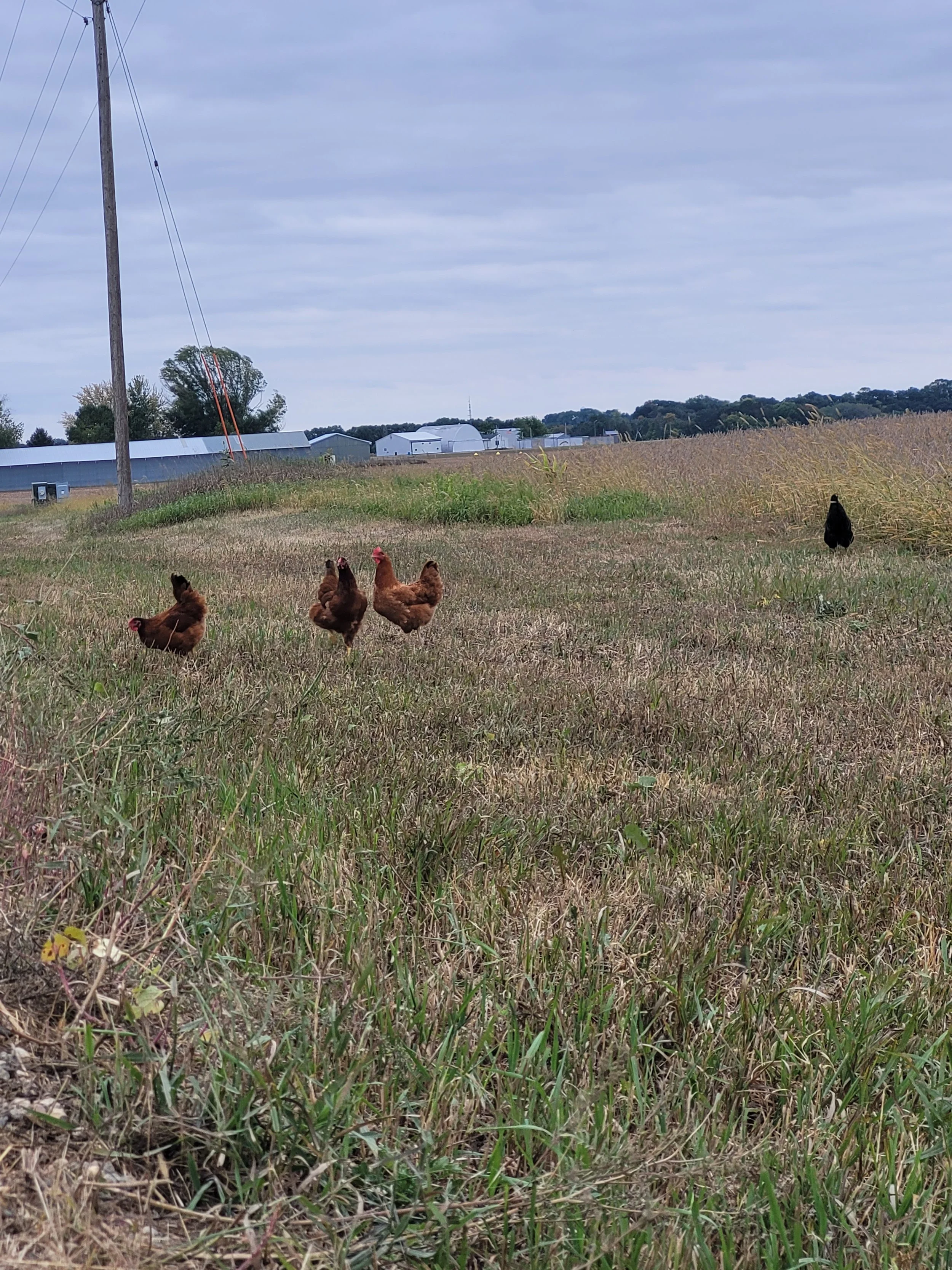Dozen Free-Range Eggs