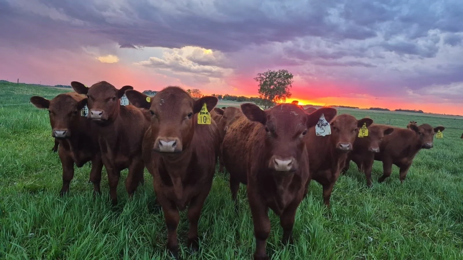 Red Angus Beef Cattle