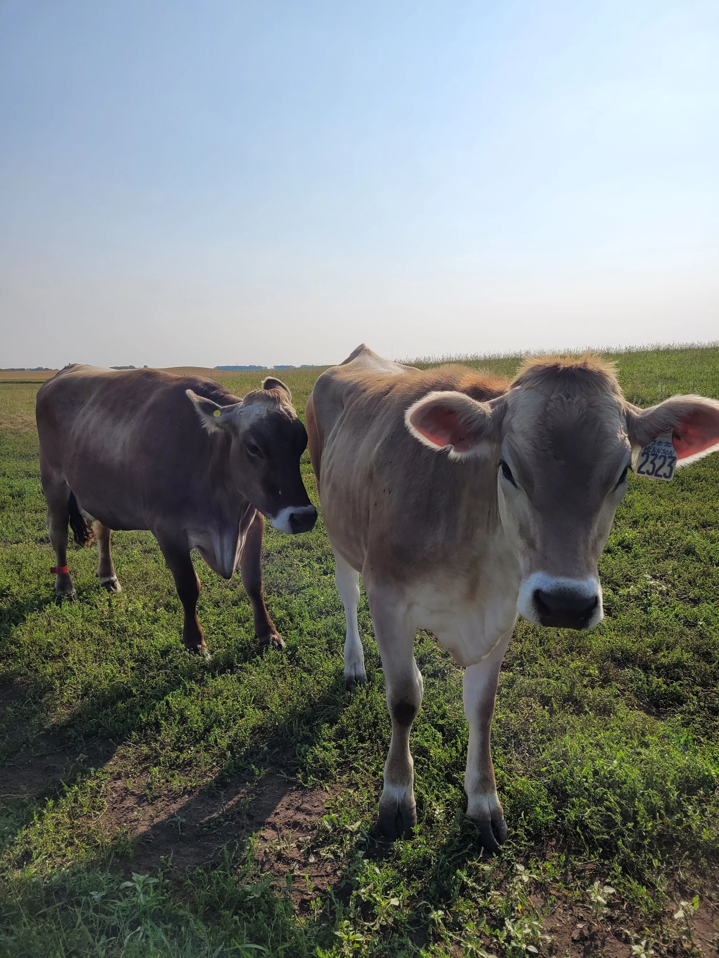 Brown Swiss Dairy Cattle