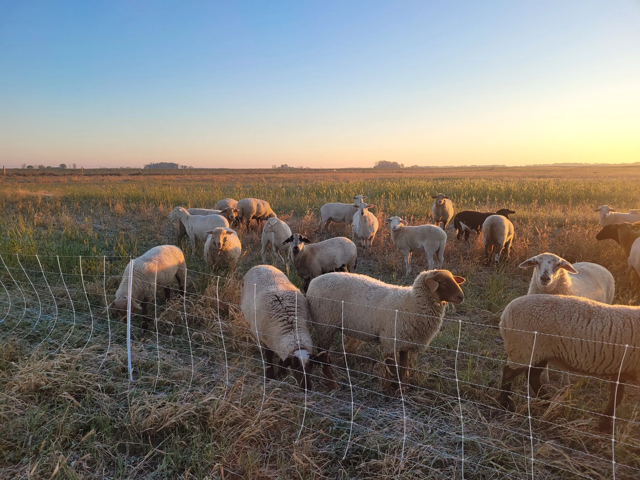 Pasture-based Sheep