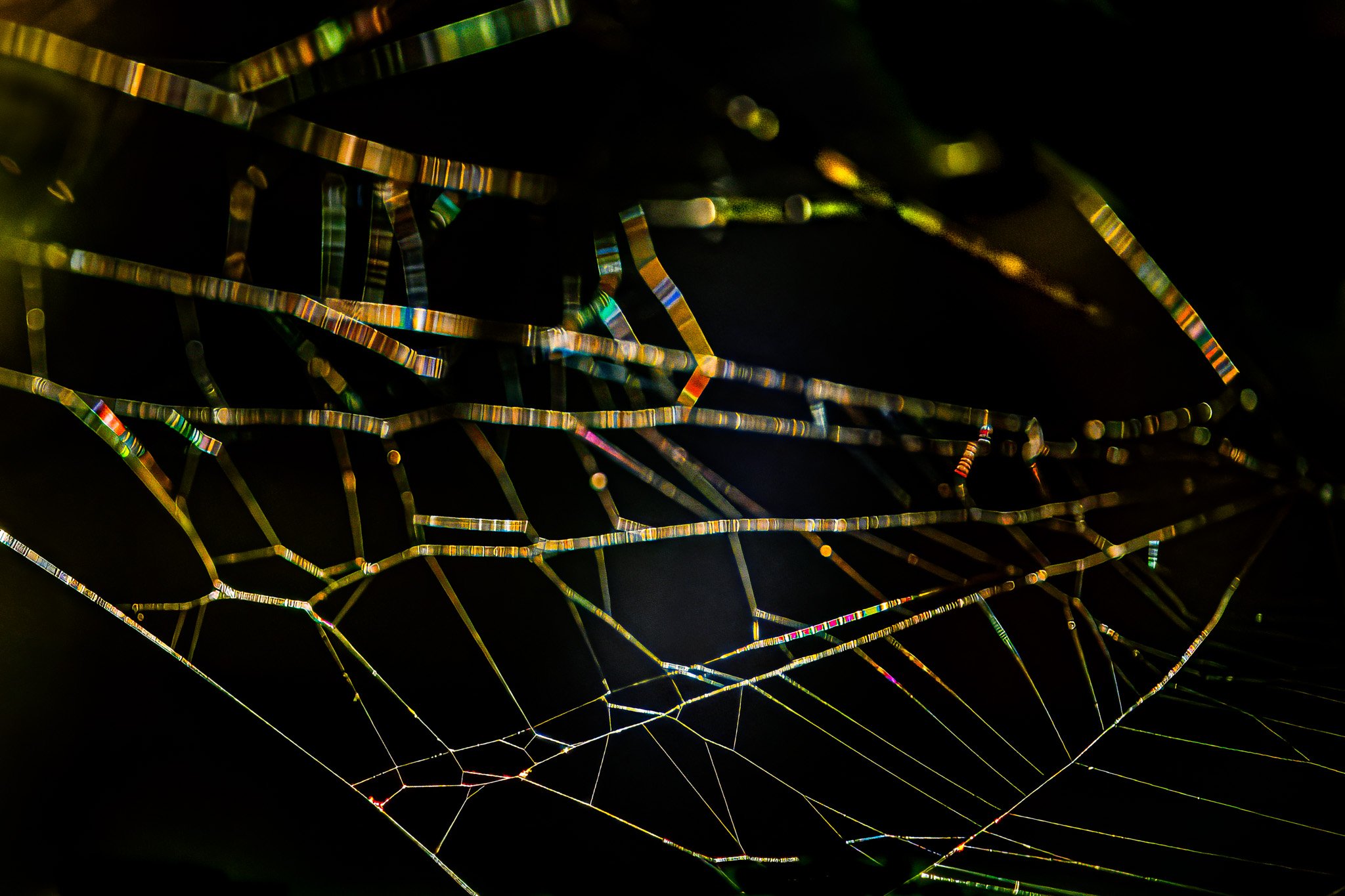 Garden Pond Web, River Road, Lyme, NH.  I found this web in a private garden but available to the public.  The web was actually over the pond, strung between plant stalks.  The strands' colors are made obvious by being slightly out of focus.  Unident