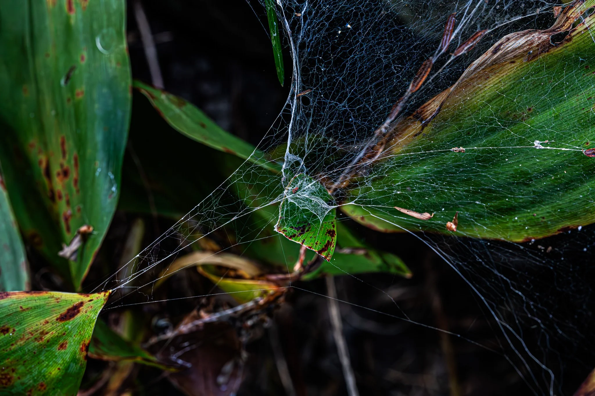 Another grass spider web along the same wall as in the previous image.   The image shows mainly the capture mesh and not any overhead intercepting strands.
