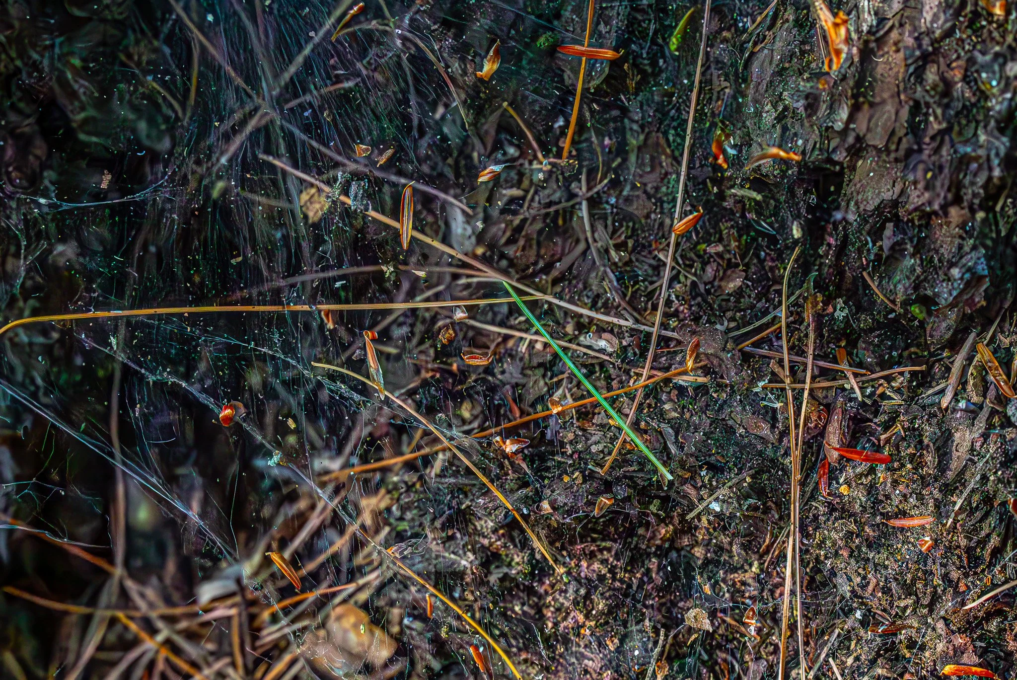 Trout brook silk and needles:  I found this web section (mostly visible at left) in a hollowed-out and decaying tree trunk near Trout Brook, West Lebanon, NH.
