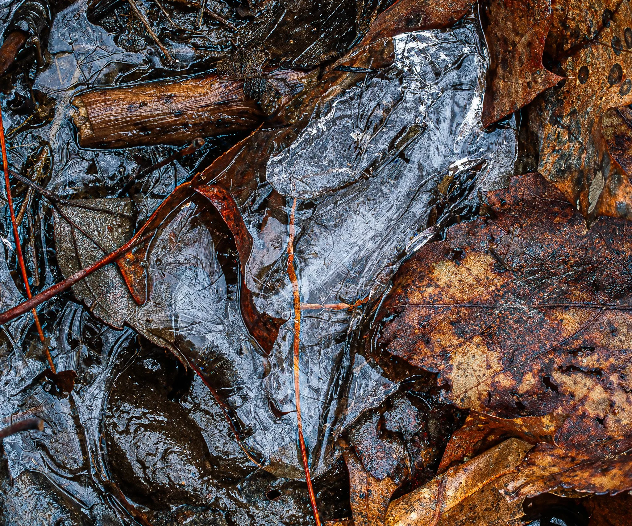 Lobed Puddle Ice Among Mud and Leaves.