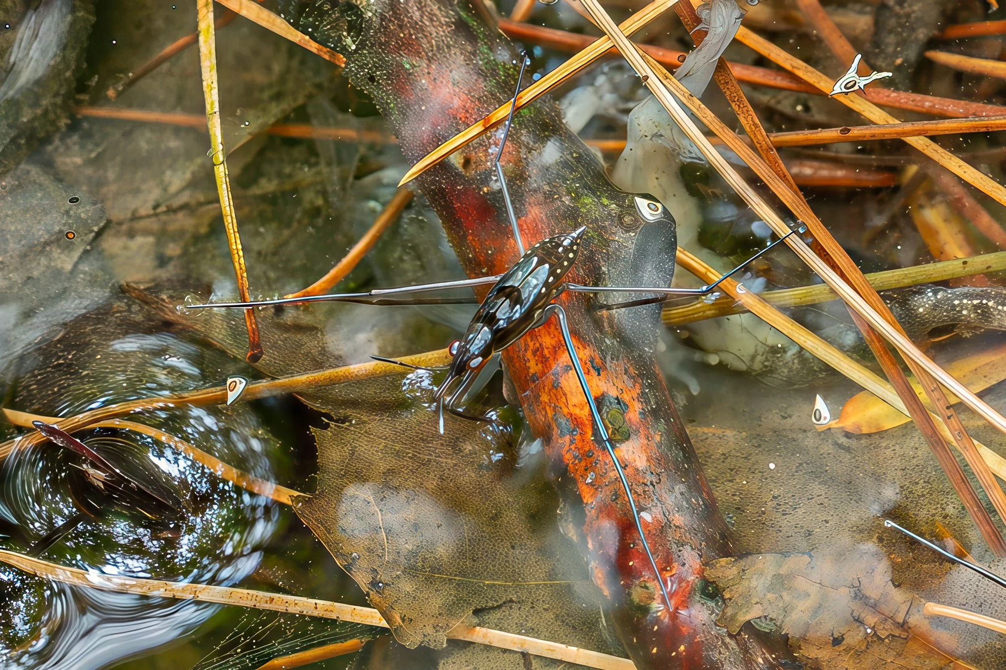 Common water strider: I believe this is the common water strider (Gerris remigis) although I cannot positively identify the markings in the National Audubon Society Field Guide to Insects and Spiders or on any strider I found on line.  I photographed