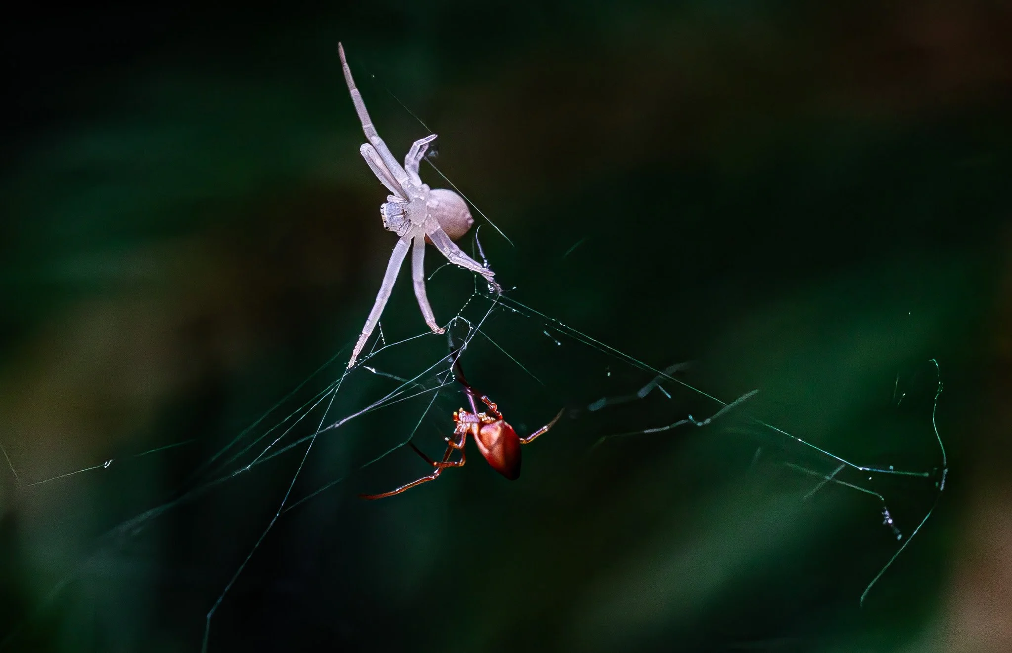 Crab spider and visitor: This scene was strung in a small, young fir tree.  The visitor appears to be Neospintharus trigonum, a predatory spider that invades other’s webs.  It has no common name.  It fits every descriptor given for this species, incl