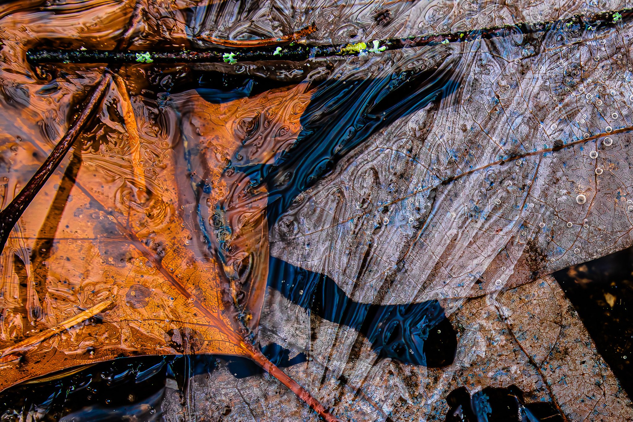 Capillary fringes on early pond-ice, Chambers Pond, November, 2025Fringed: 