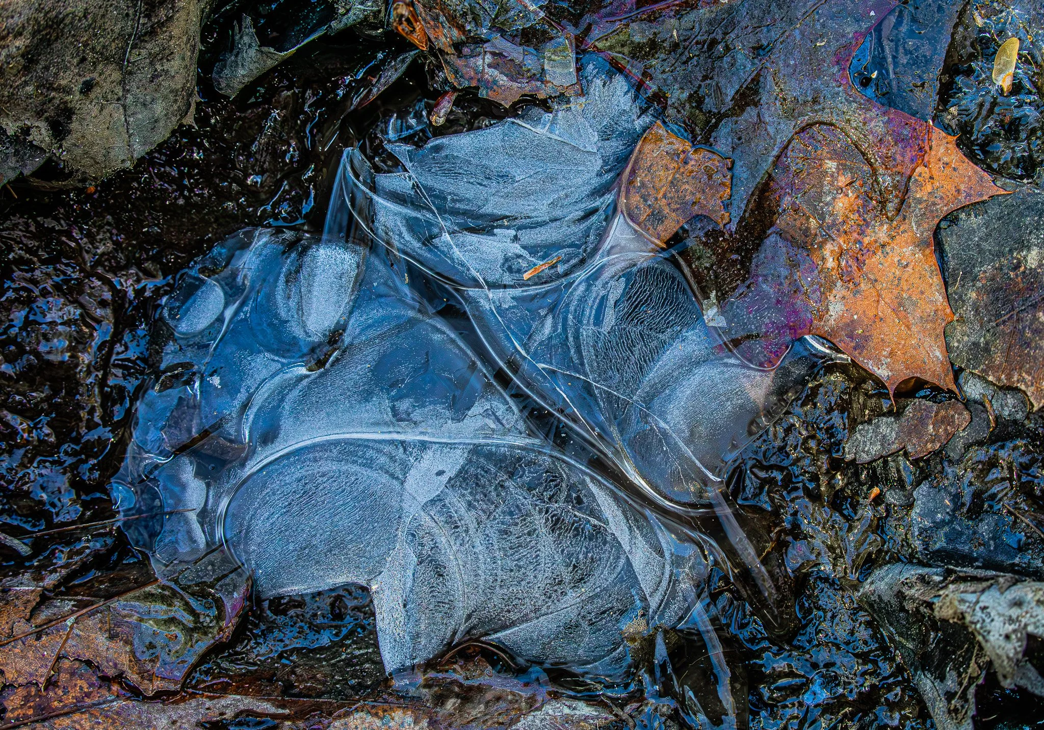 Gershwin: Naming this Rhapsody in Blue sounded too corny.  This was a frozen puddle about 5 cm in diameter and situated along the muddy shore of Chambers Pond in West Lebanon, NH. I photographed it on. 29 November, 2025, the last of four freeze-thaw 
