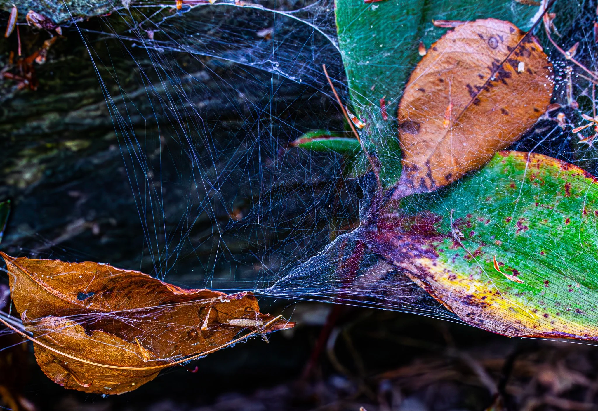 Grass spider web strung along small stone wall:  This spider is a funnel web spider, which often makes its funnel in the curl of a leaf, in this case the brown one at left.  The maze of overhead strands are meant to intercept insects, which then fall
