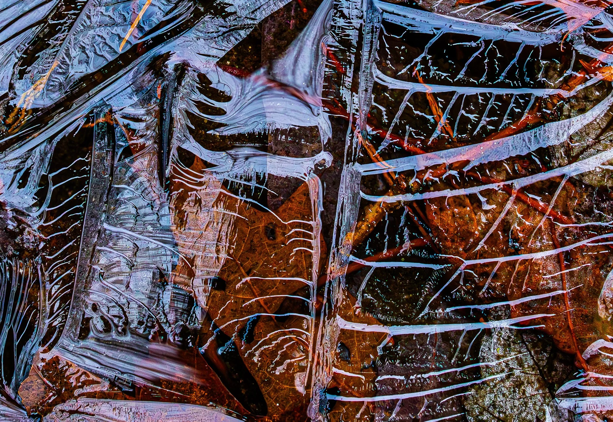 Filamentous: Advanced decay and recrystallization of pond-ice star mosaics, Chambers Pond, November, 2025.  Many "spikes" appear to be a secondary growth.