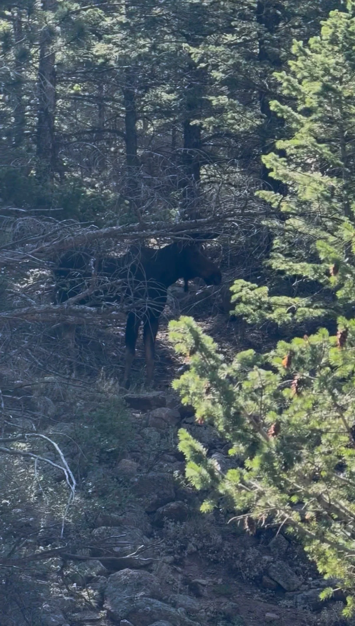 Moose Encounters in the Mountains: What Climbers Need to Know