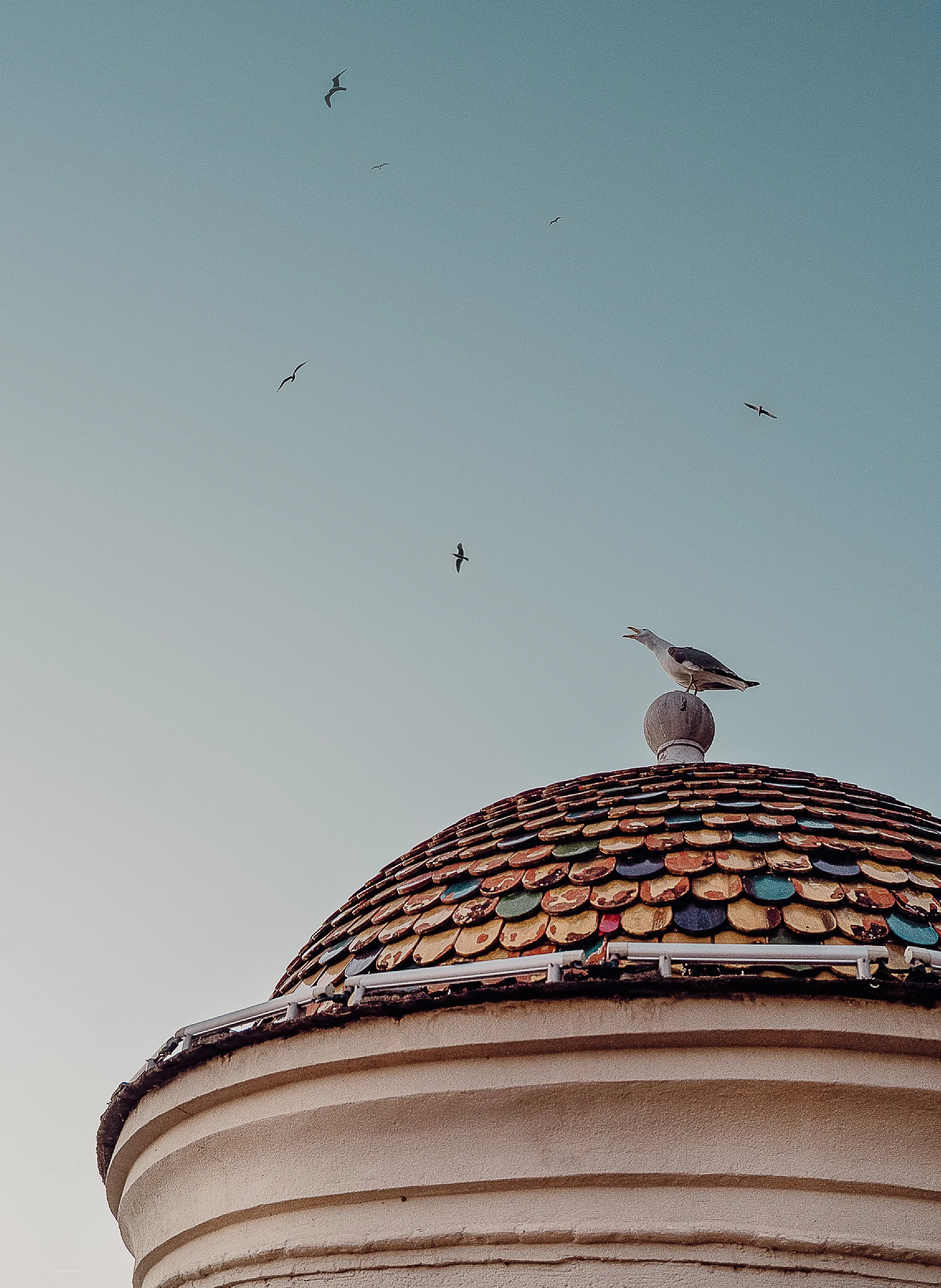 birds.jpg