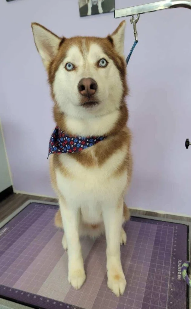 Pet Dog Image | Southern Styles Dog Groomer