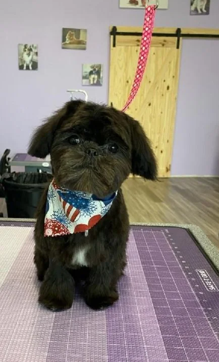 Beautiful Black Little Puppy In Happy Mood
