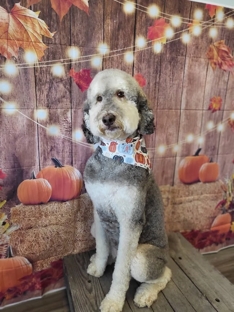 Happy Dog image with the Christmas lights wallpaper behind.