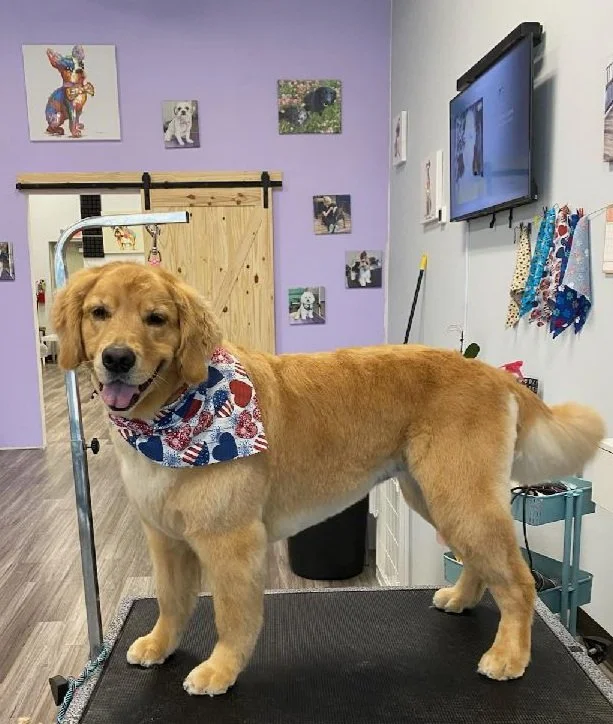 Beautiful Pet Dog in a Room