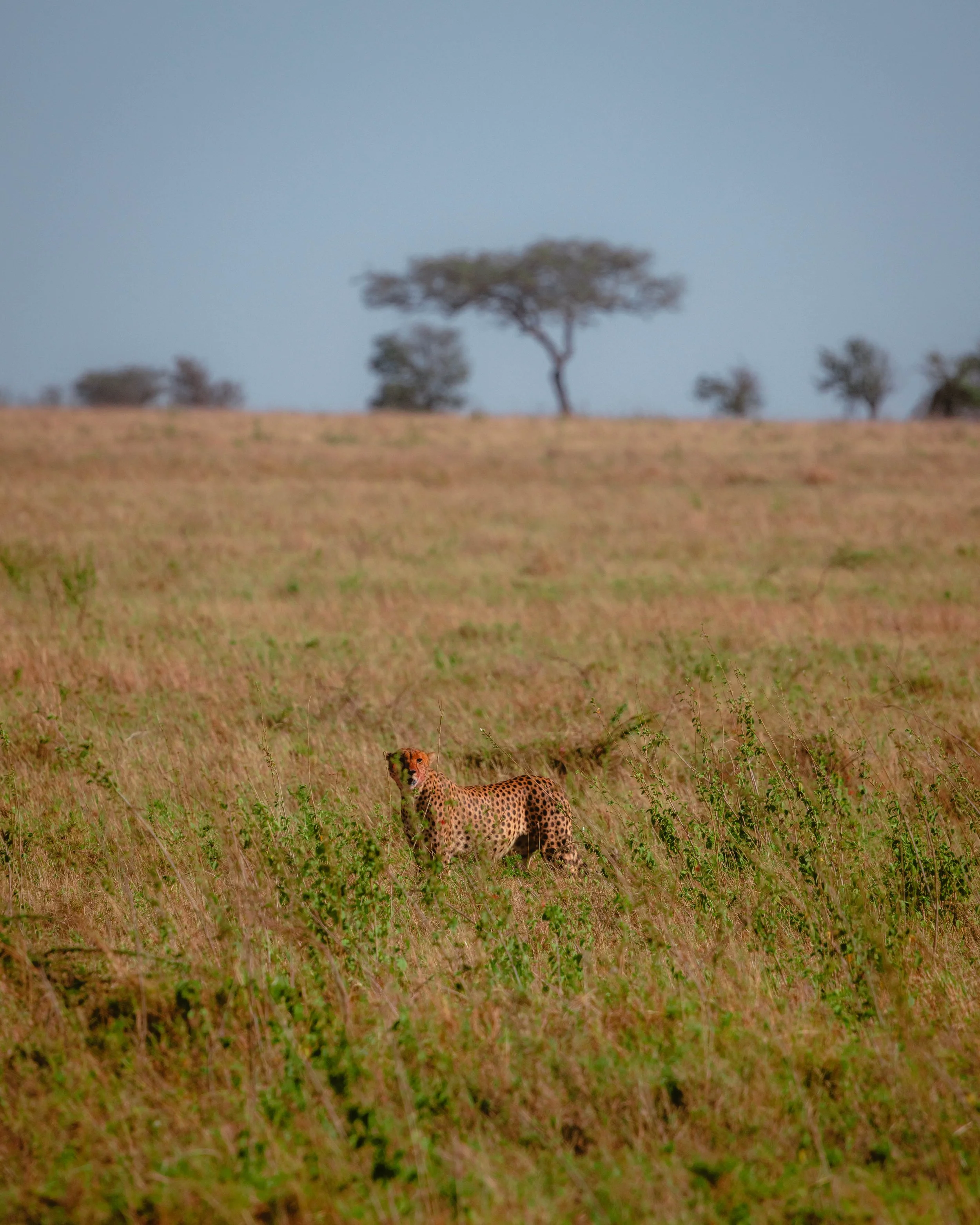 Tanzania
