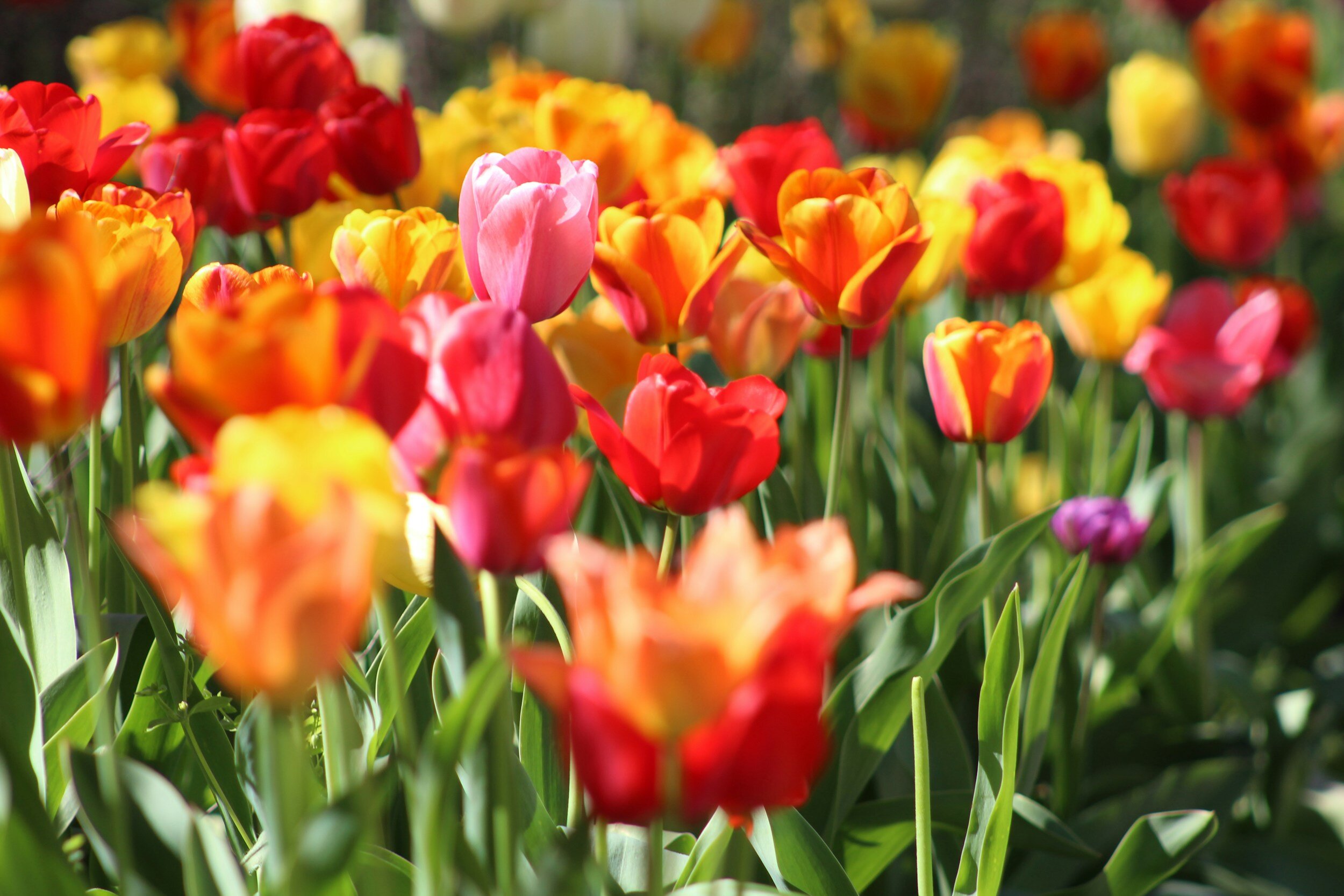 Easter Spring Plant Donation