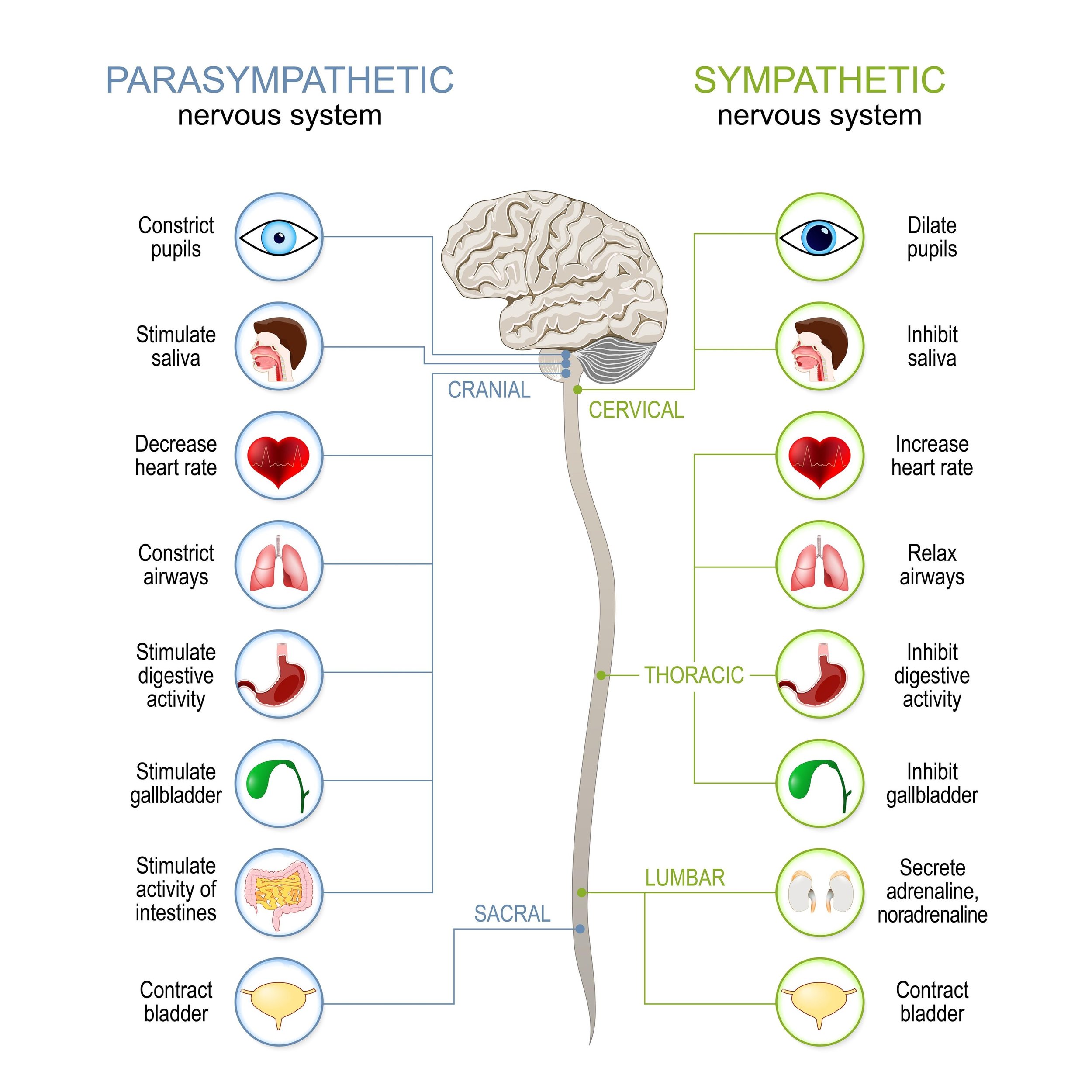 Sympathetic And Parasympathetic Nervous System.