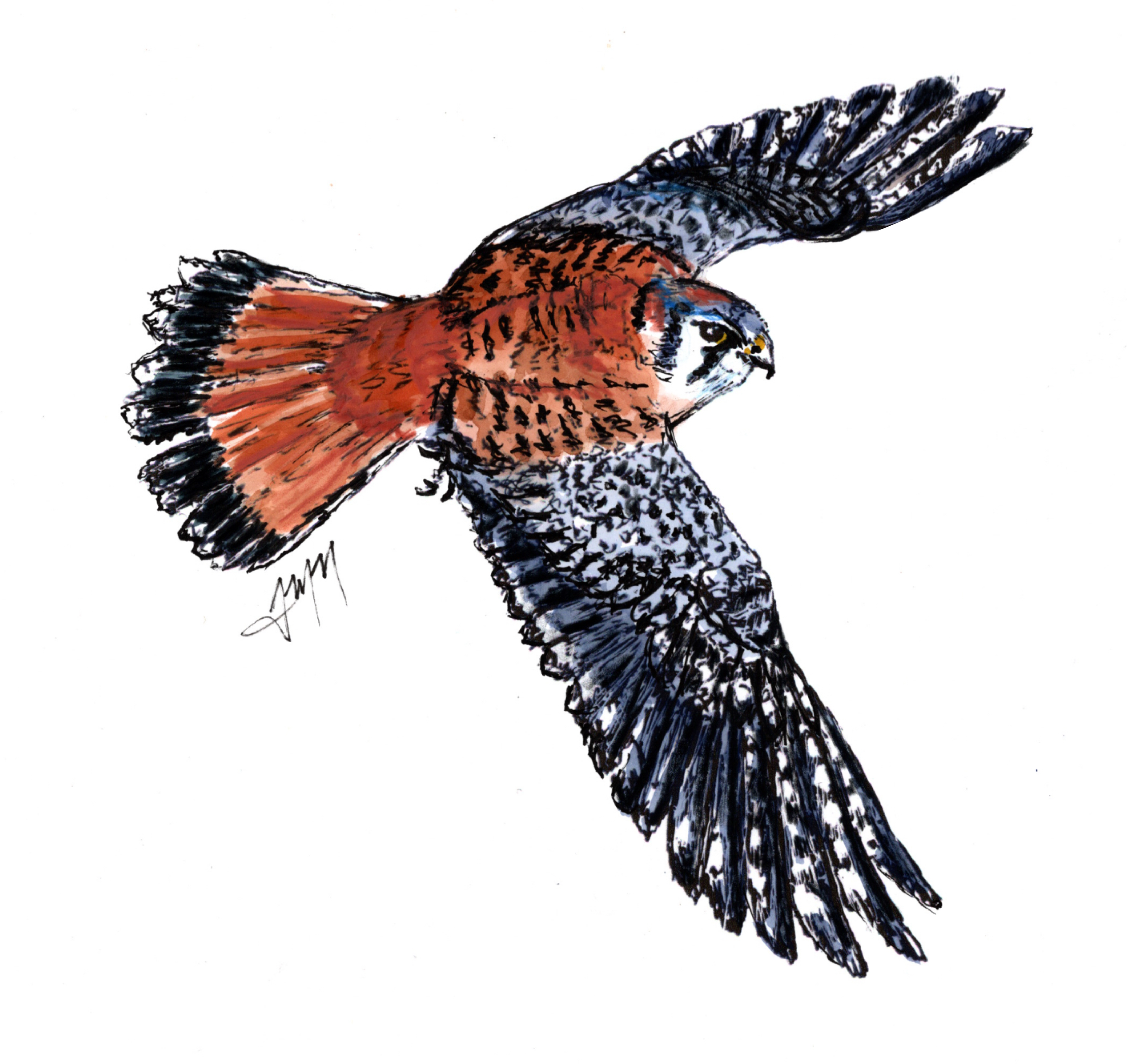 american kestrel.png