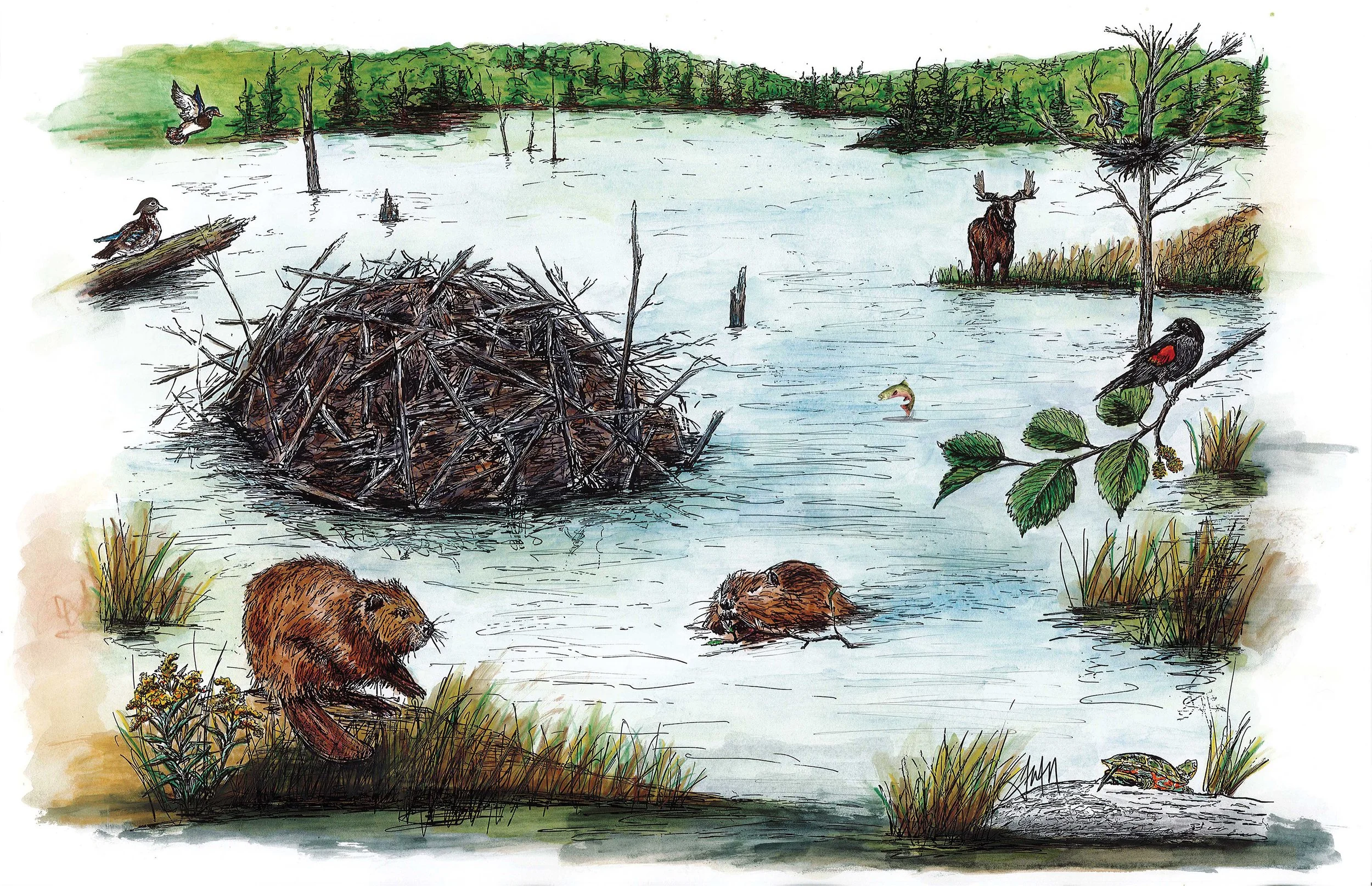 Beaver Pond Collage23.jpg