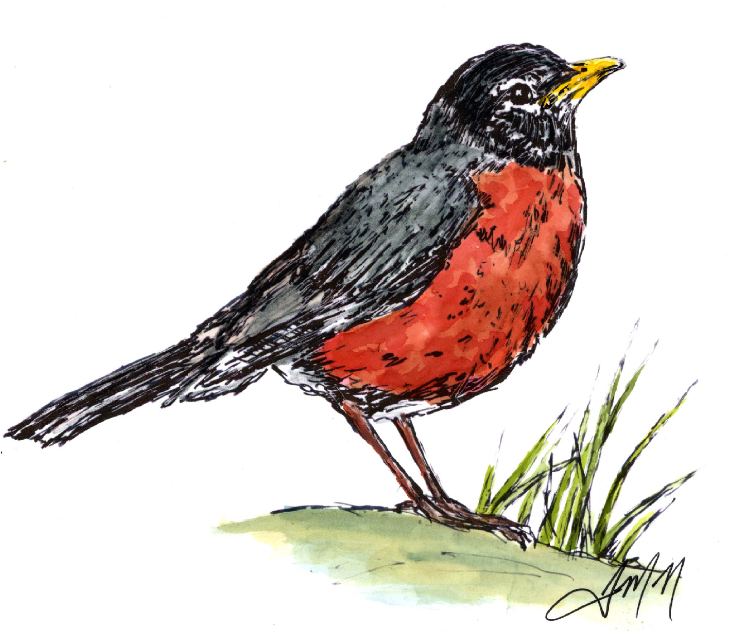 robin.png