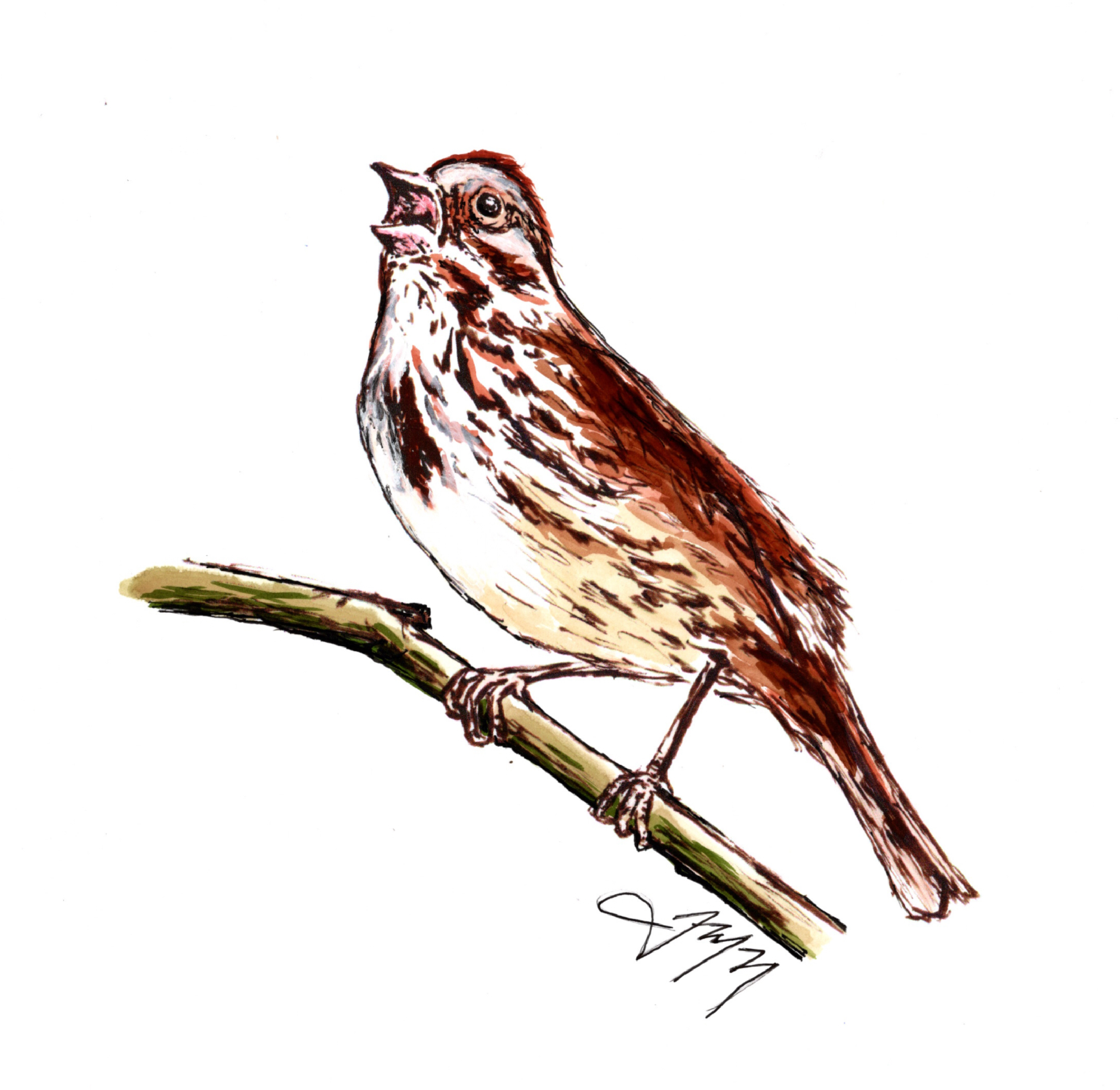 song sparrow.png