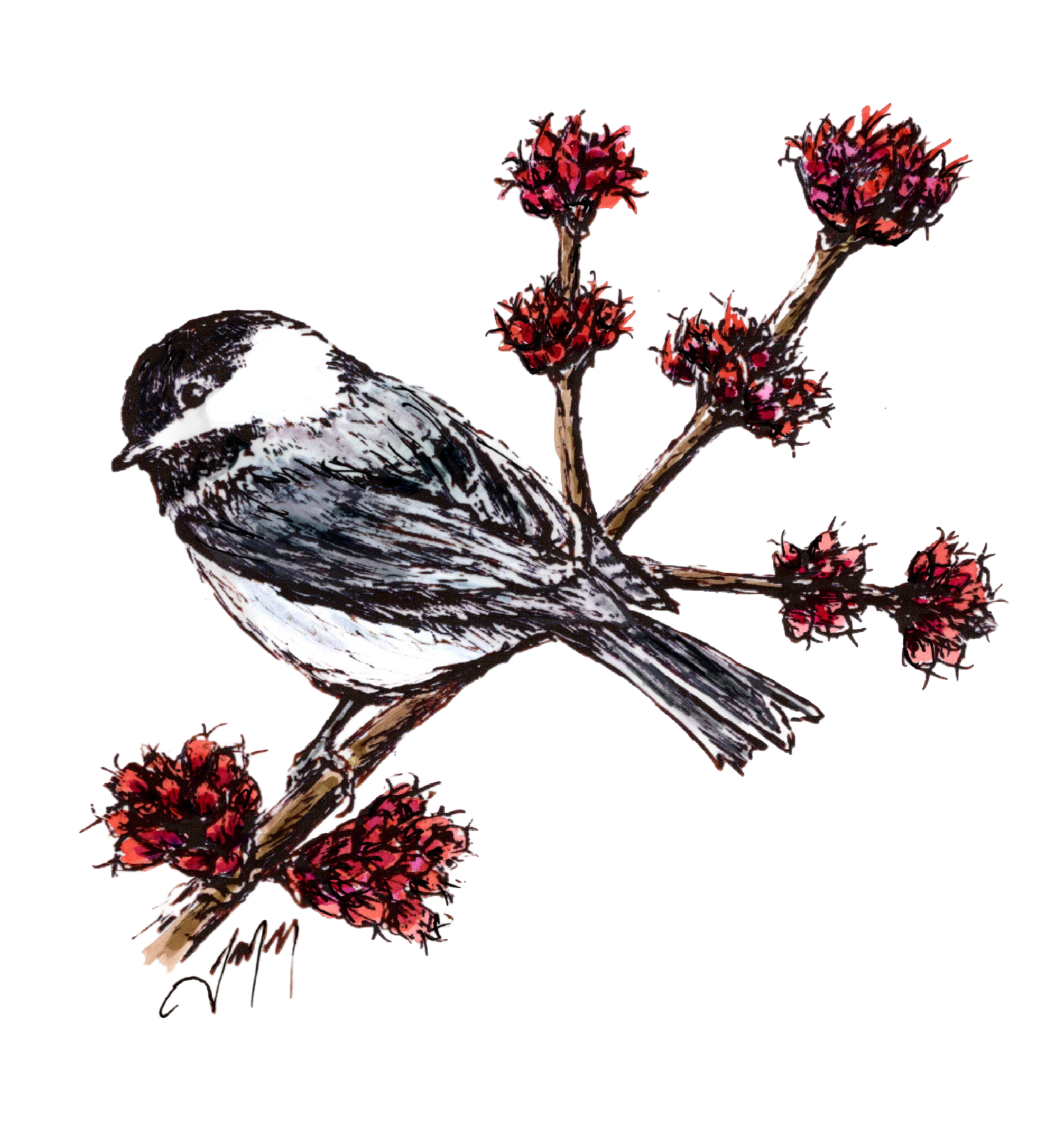 chickadee.png