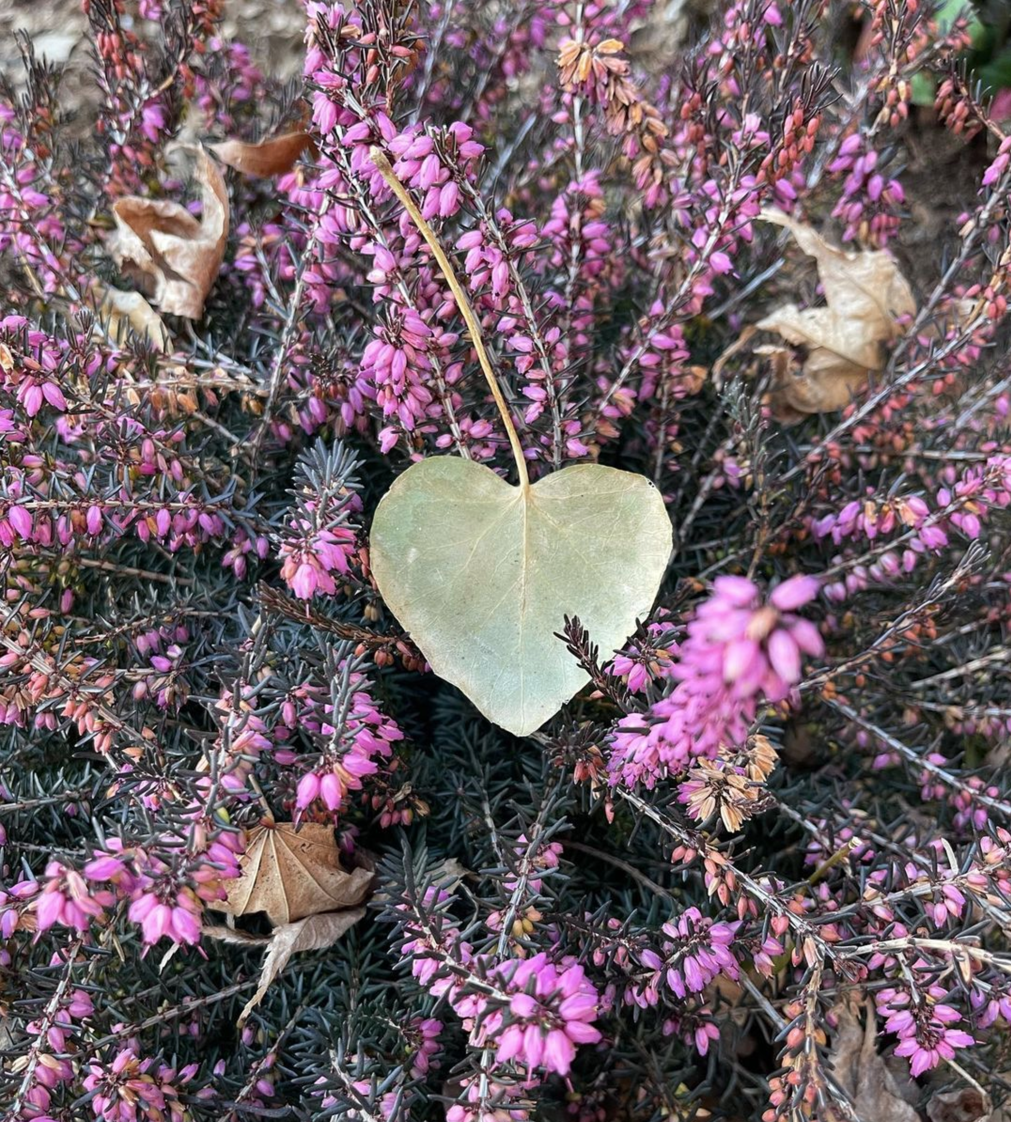 A heart-shaped green leaf resting on purple heather plantings in bloom.