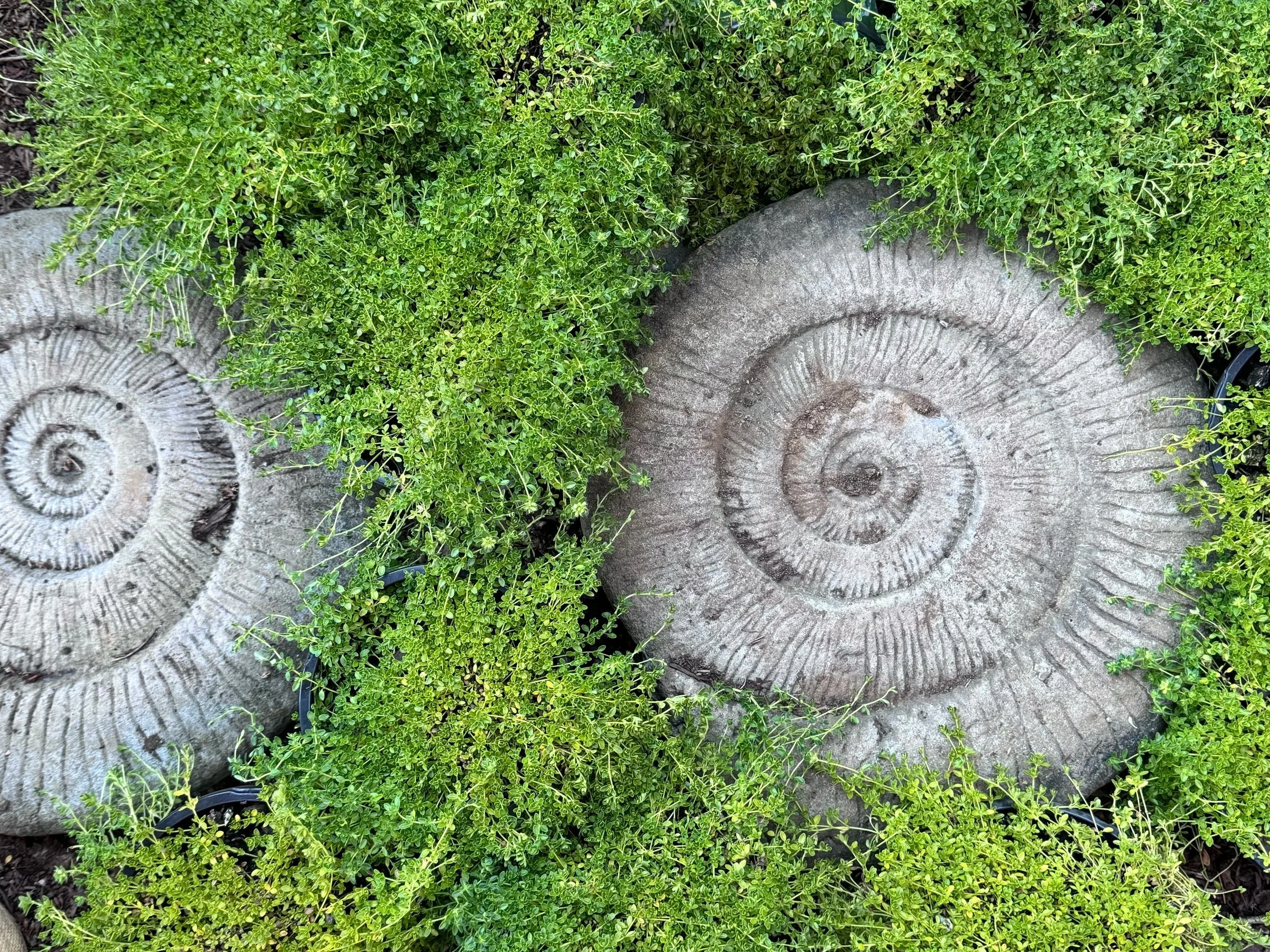 Decorative fossil-inspired stepping stones encircled by creeping Thyme.