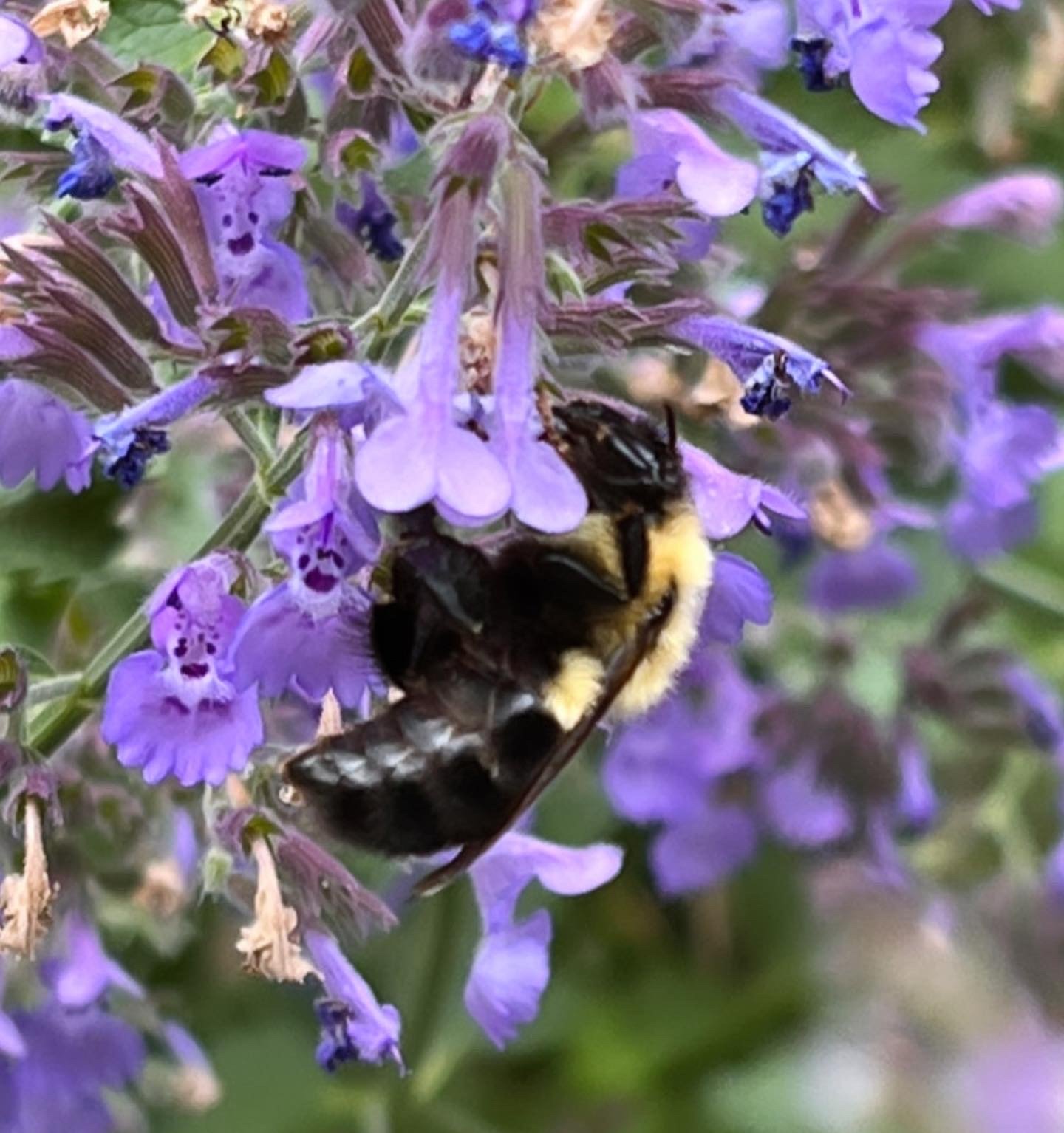 Close-up of purple flowers with a bumblebee collecting nectar