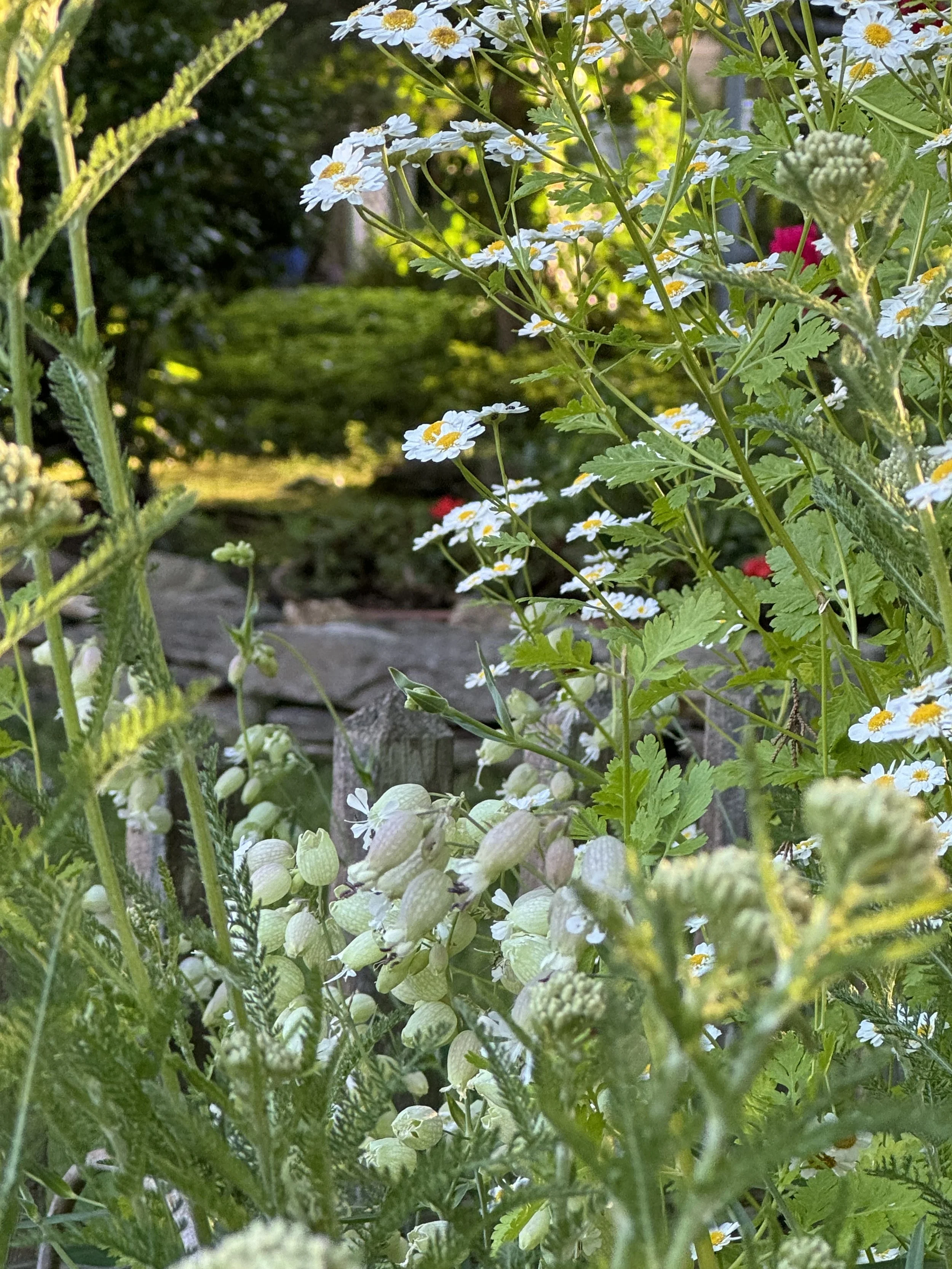 Close-up of white daisy flowers with yellow centers and green foliage in a garden.