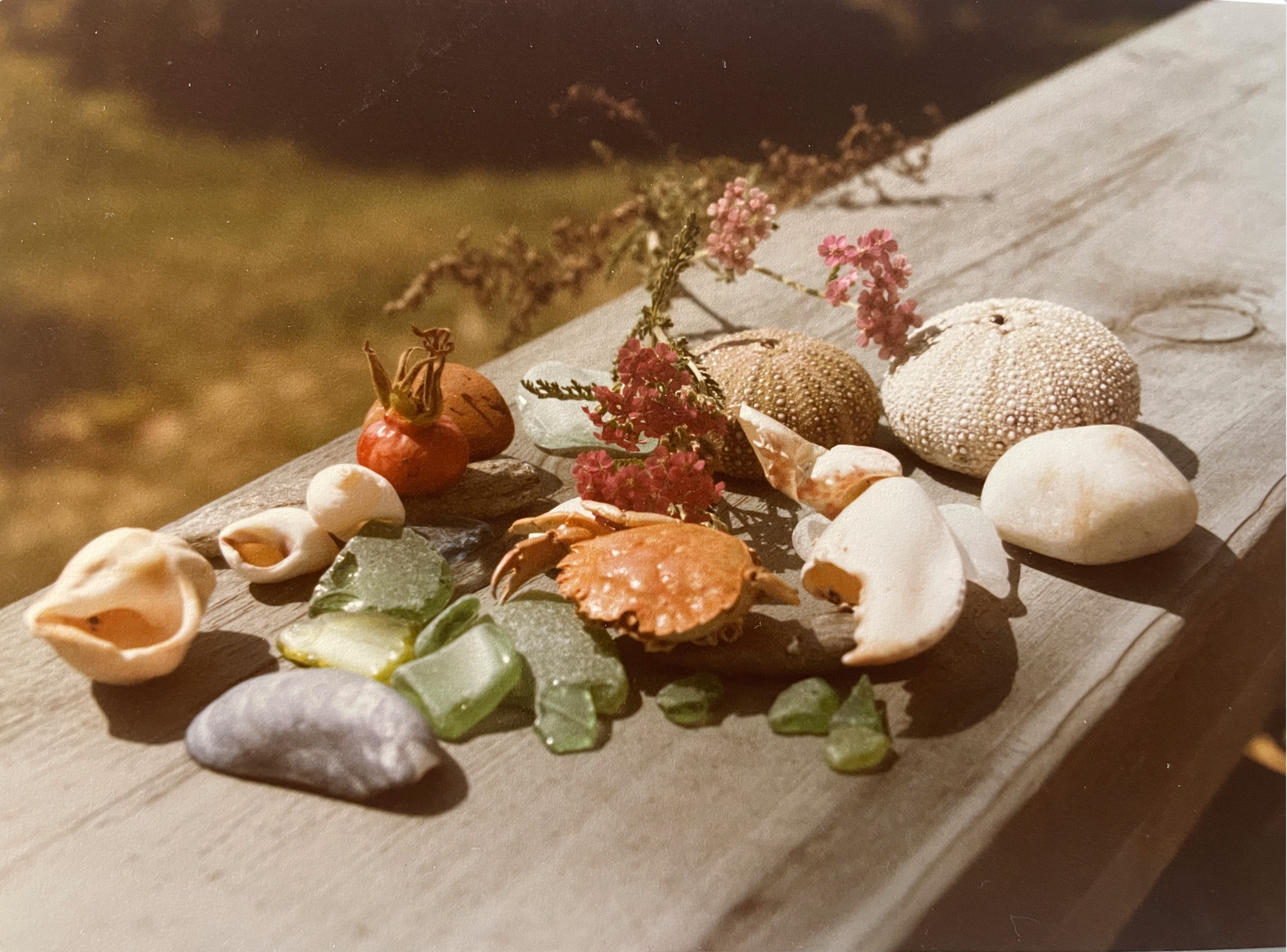 A photo from the Designer's childhood showing an arrangement of shells, stones, flowers, and sea creatures on a wooden surface.
