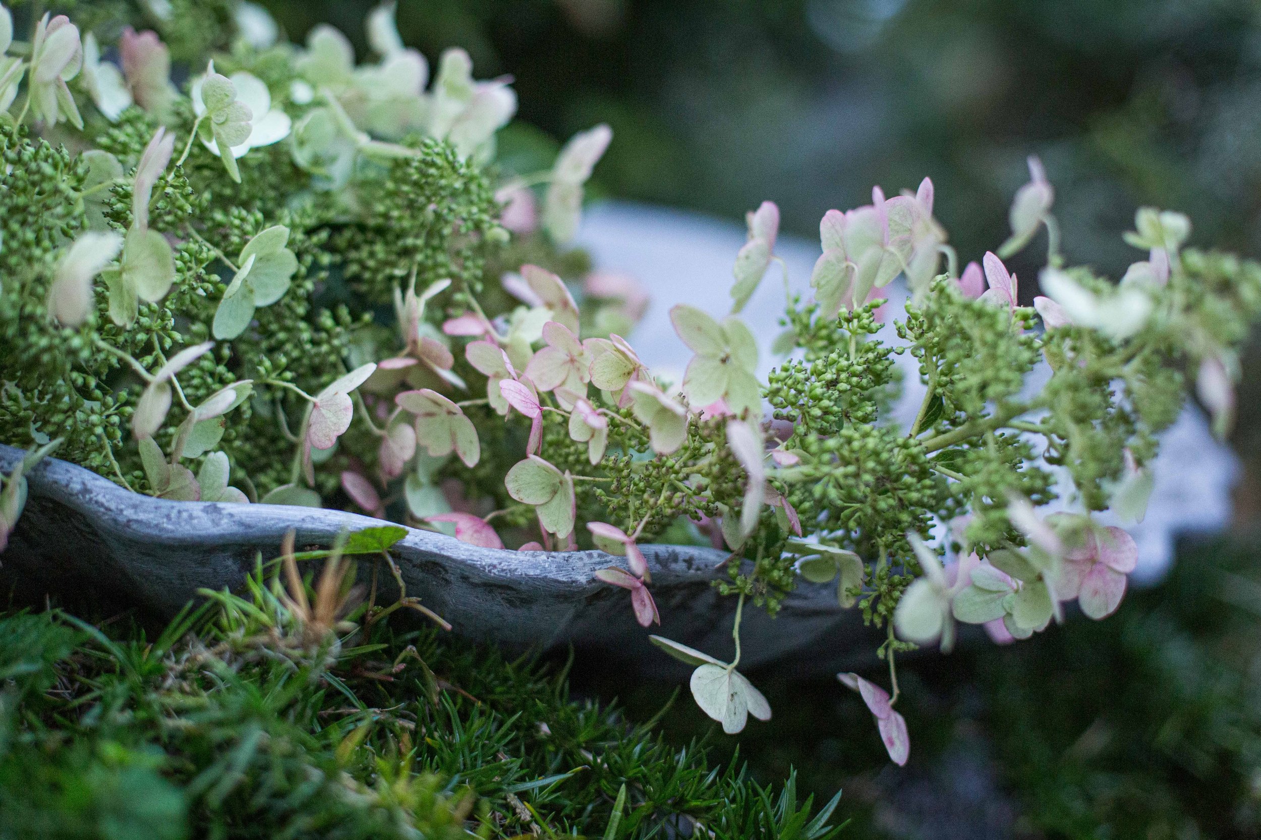 Close-up of pink and green hydrangea flowers in a Pennoyer-Newman shell planter.
