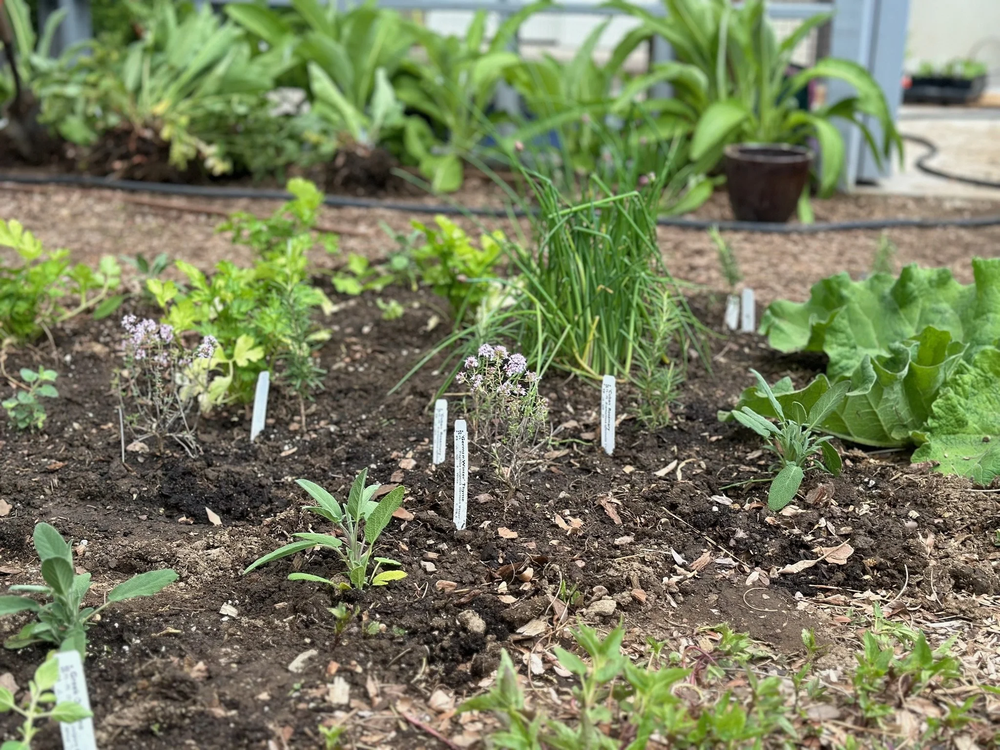 An edible & medicinal apothecary garden based in Westport, CT.