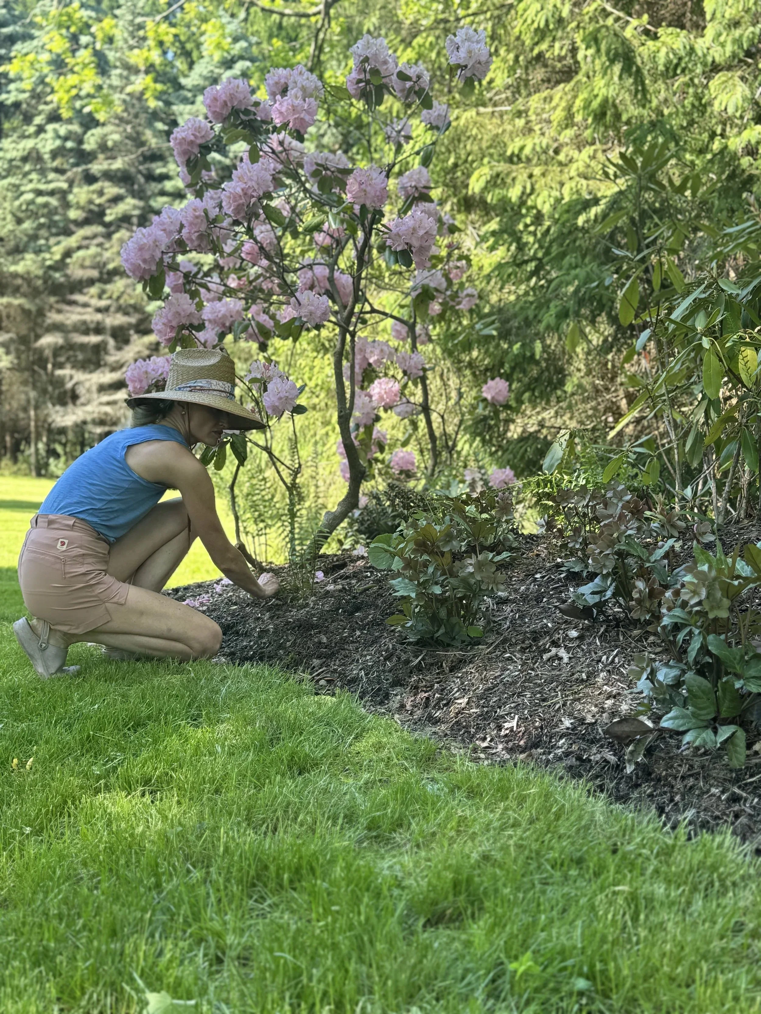 A woman wearing a straw hat, blue sleeveless top, and beige shorts is crouched down planting or tending to a small pink flowering tree in a garden with lush green grass and trees in the background.
