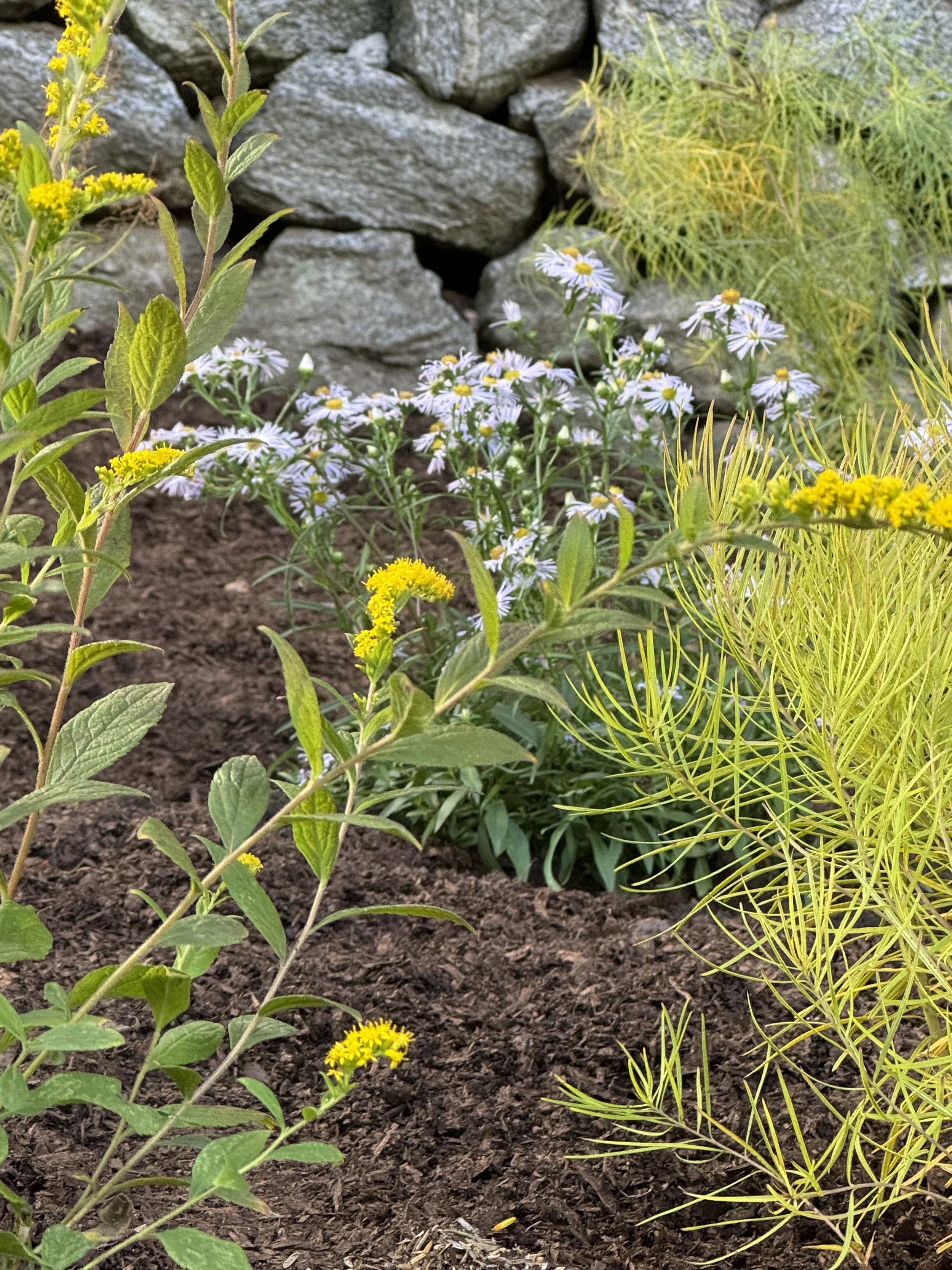 Purple and yellow flowers in a garden with soil and a stone wall in the background.