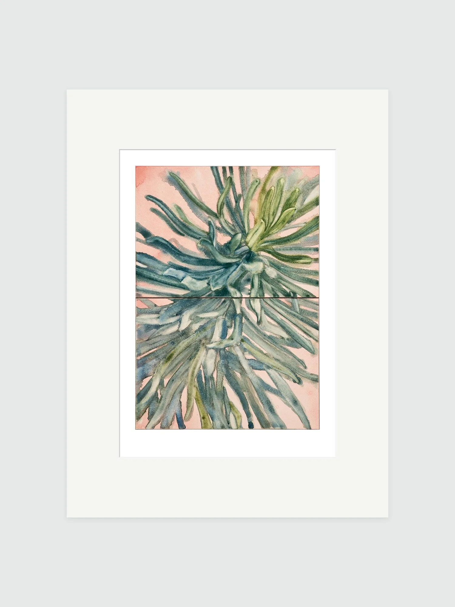 Euphorbia giclee.jpg
