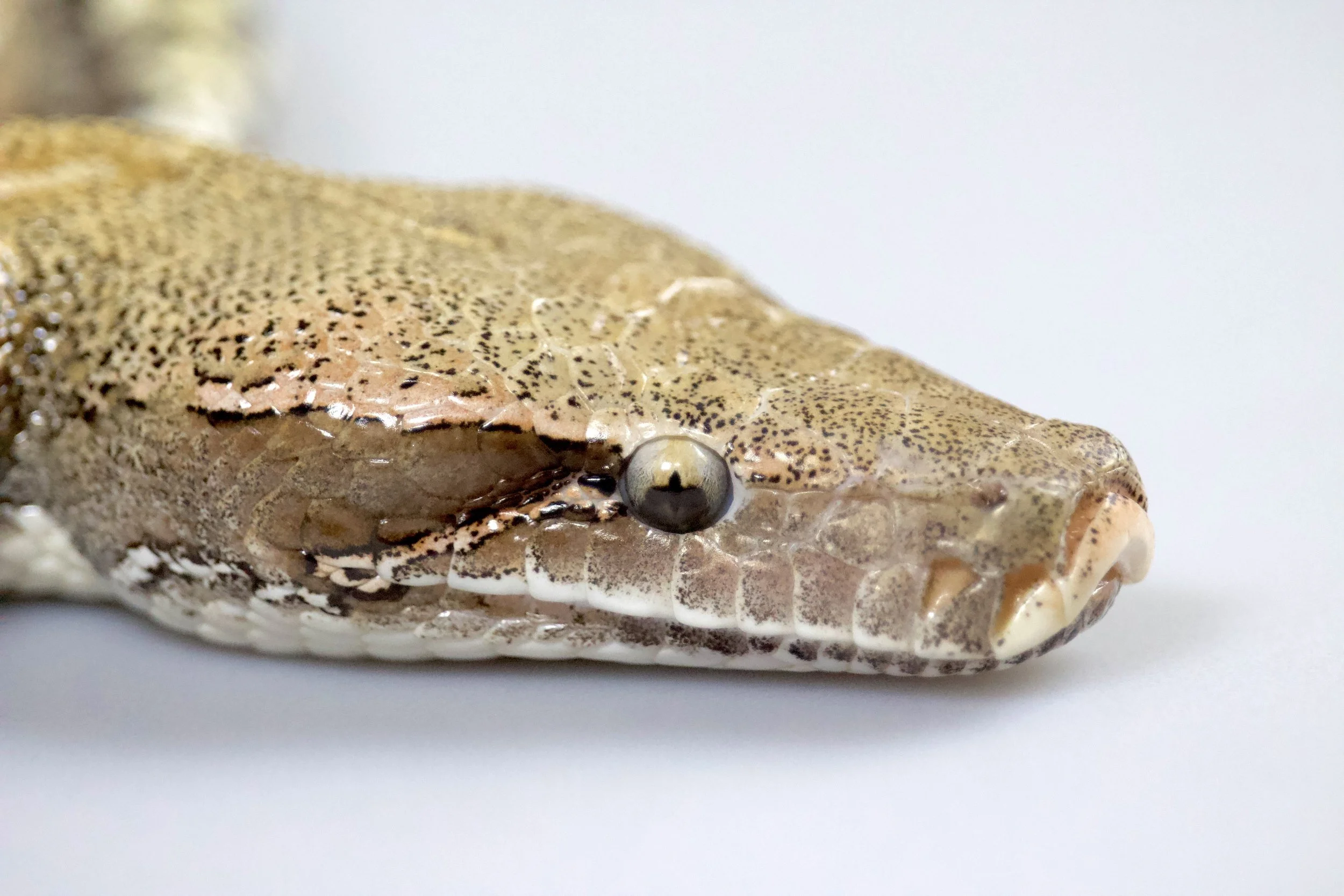 IMG_0132.jpeg