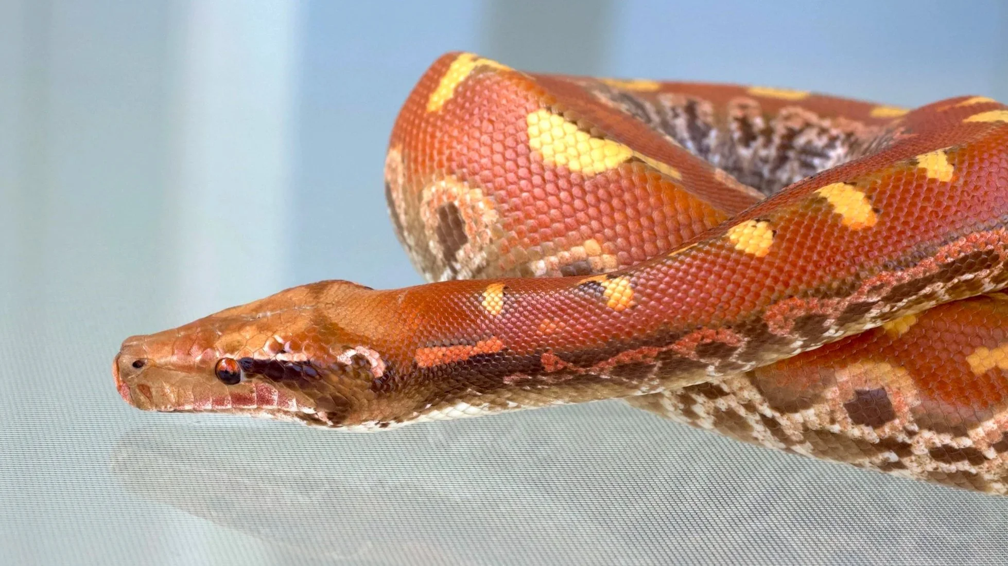 Subadult T+ Albino WI