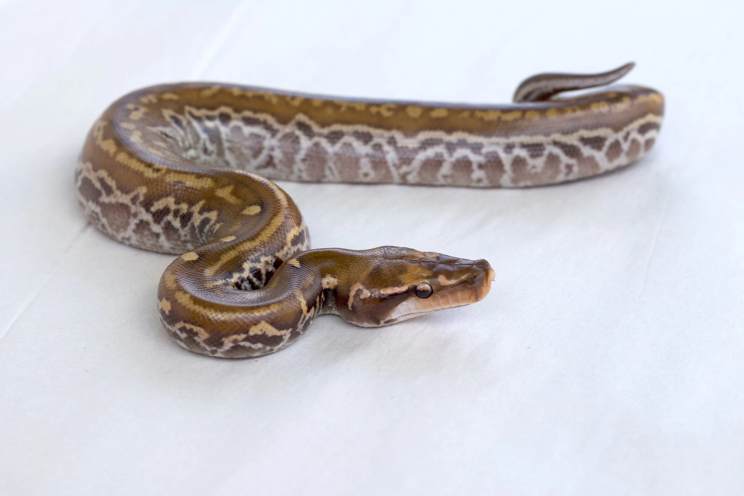 T+ Albino Matrix-WI.