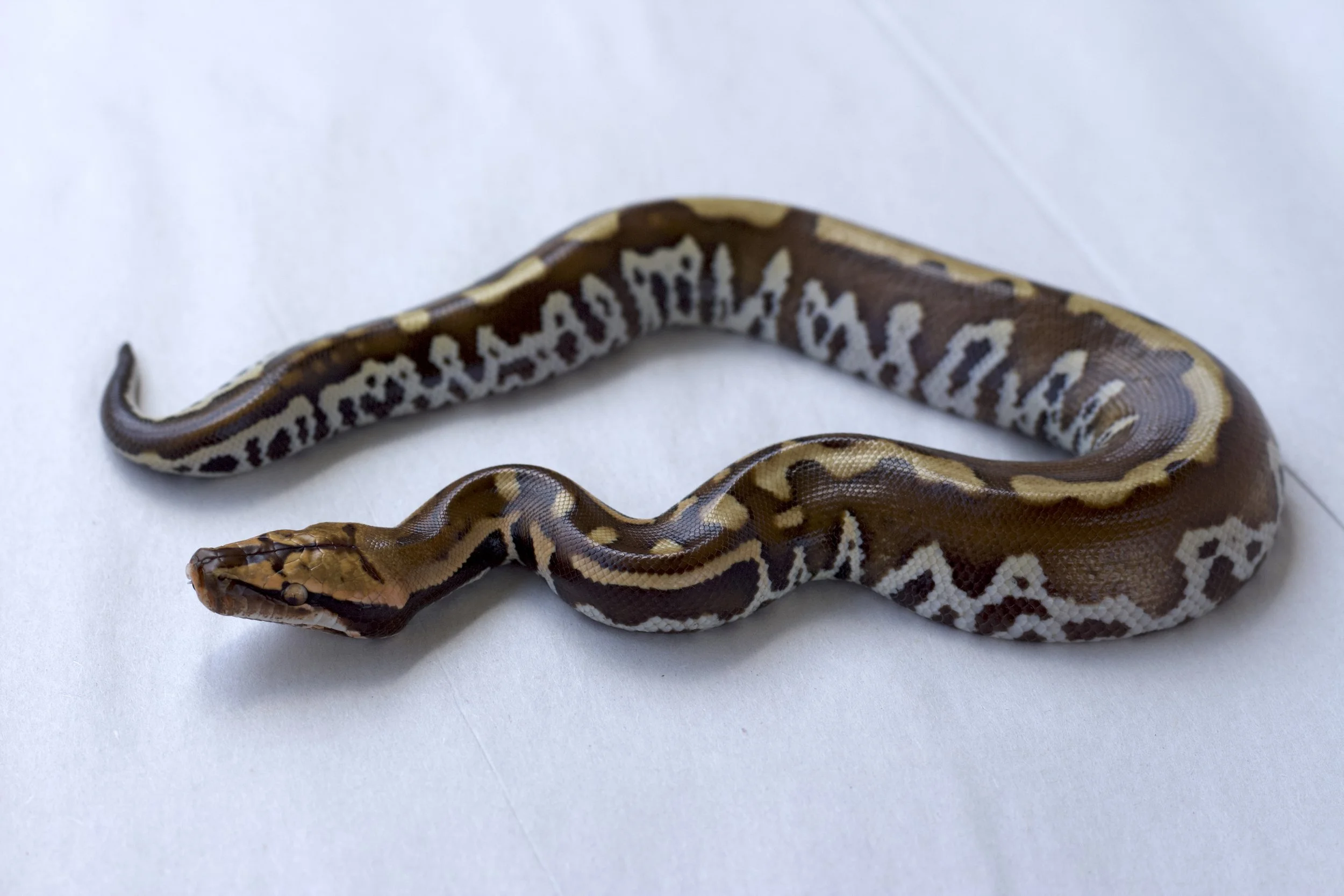 T+ Albino Goldeneye-WI