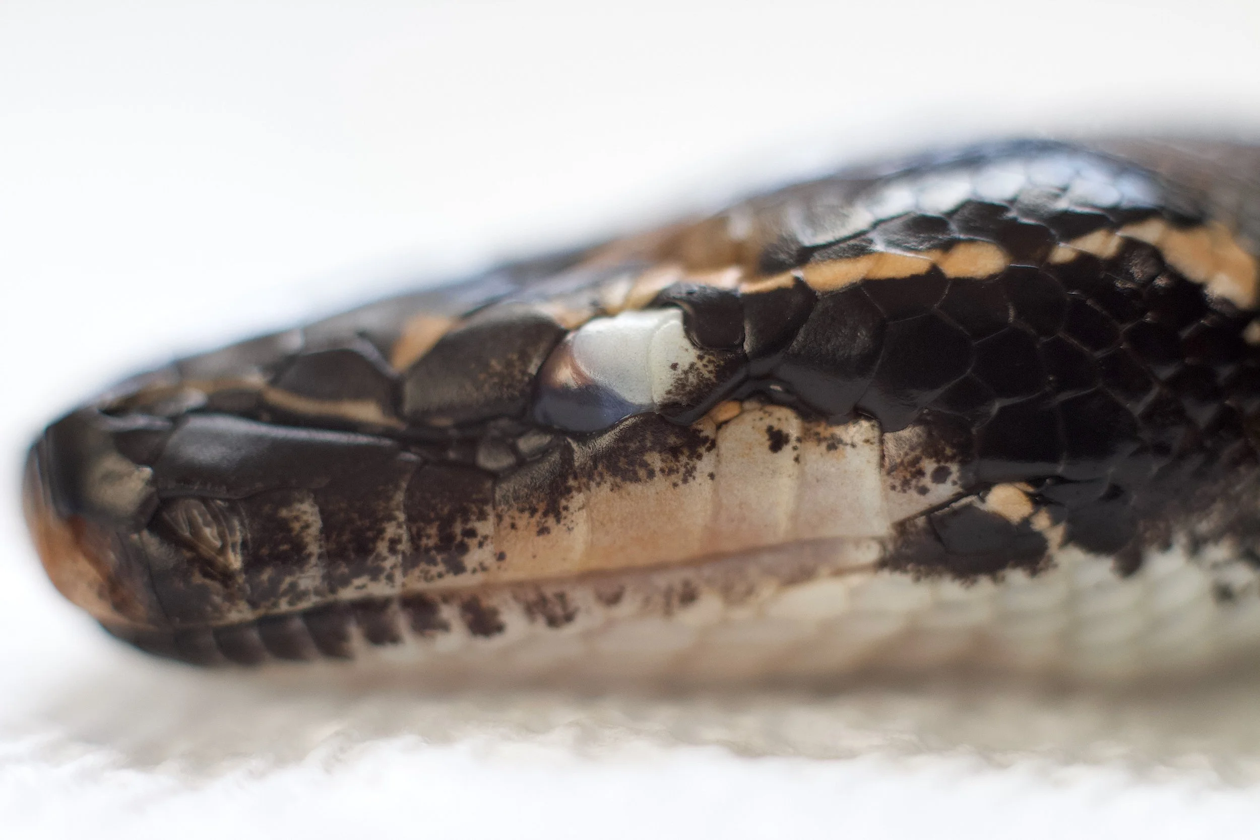 Ay, Ay, Eye… The anatomy of an issue.